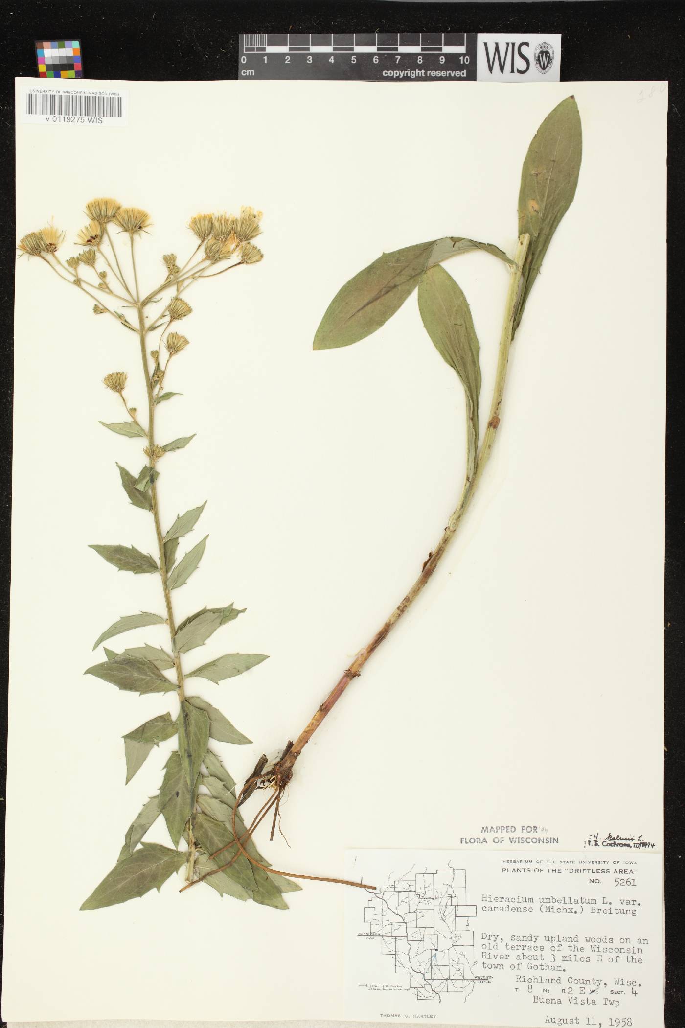 Hieracium umbellatum image