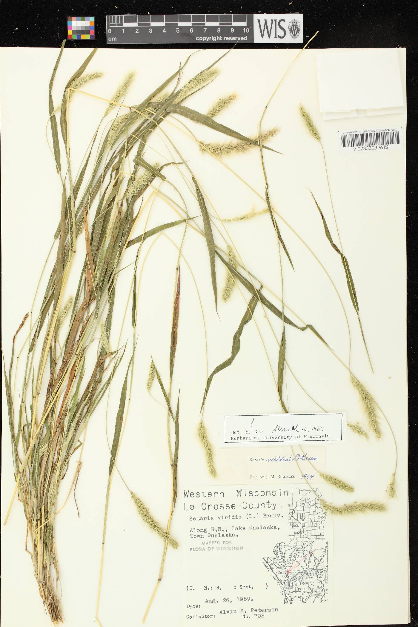 Setaria viridis var. viridis image