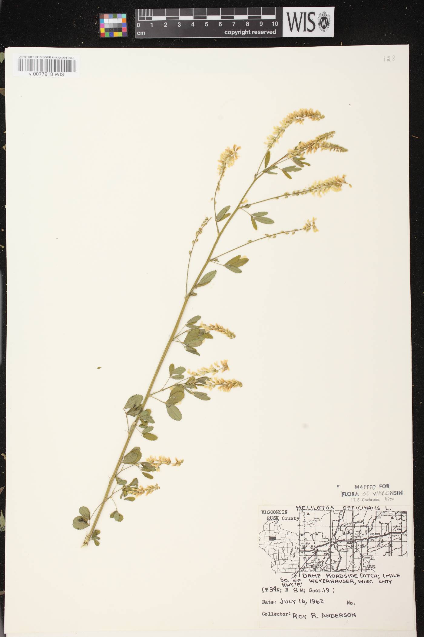 Melilotus officinalis image