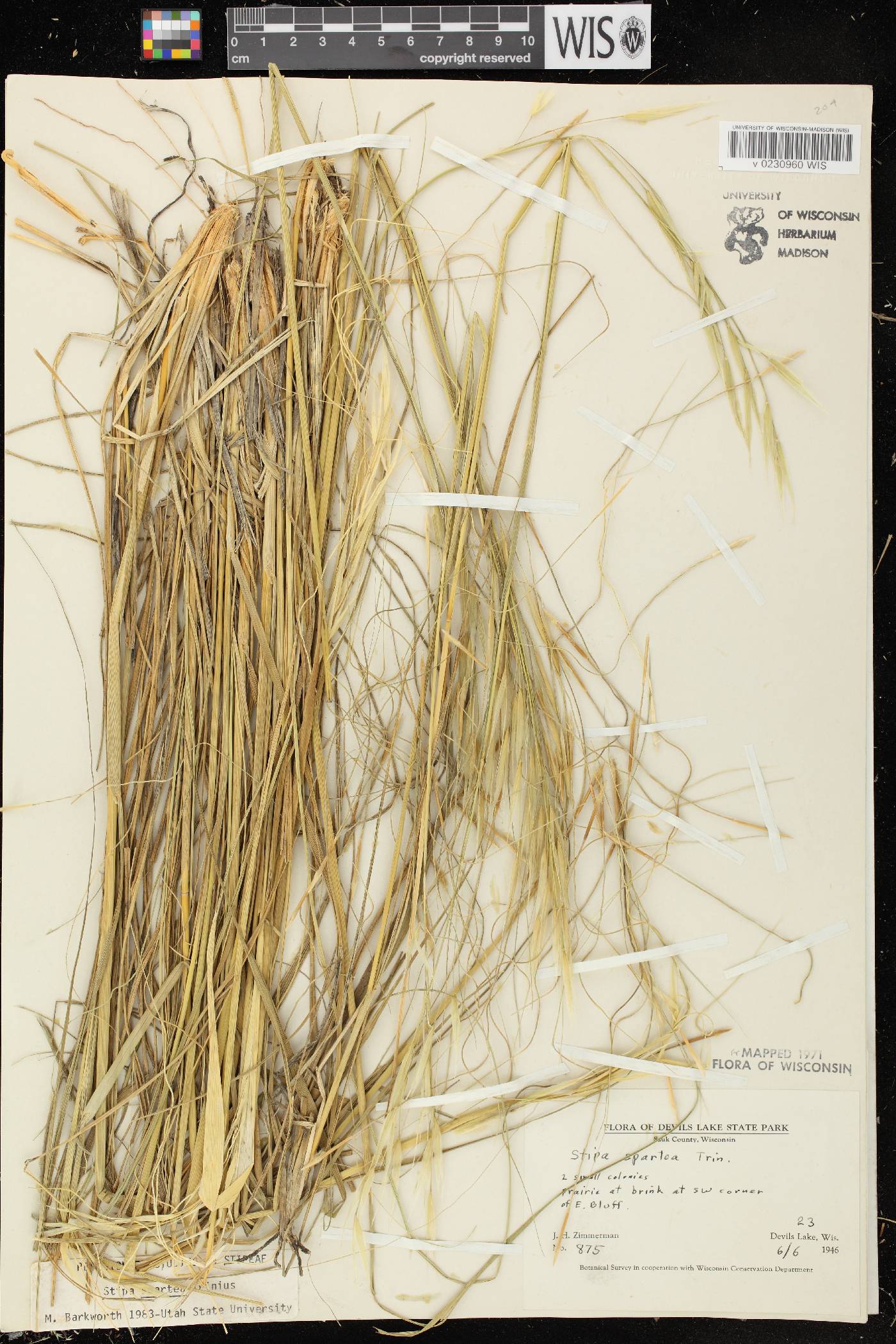Hesperostipa spartea image