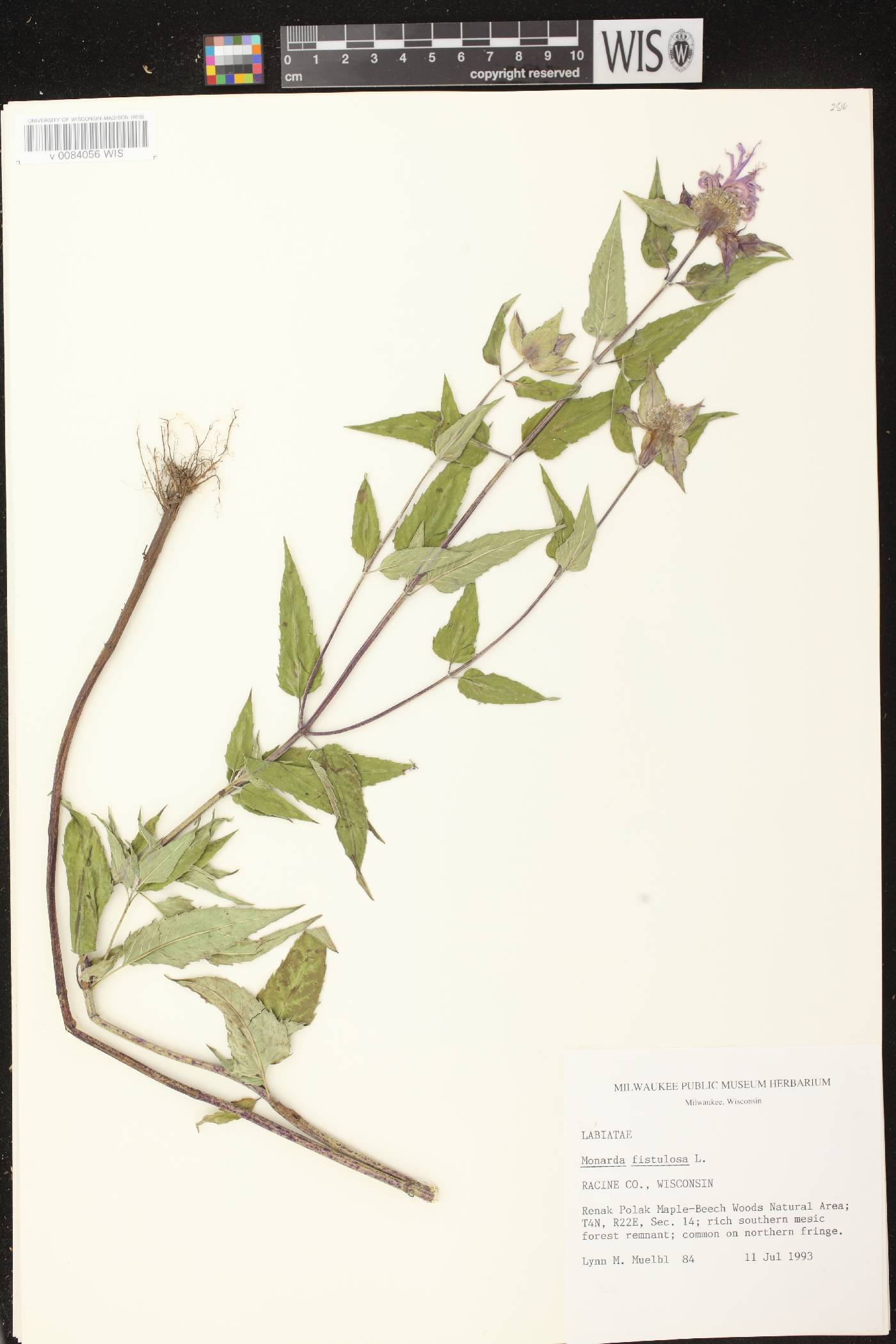Monarda fistulosa subsp. fistulosa image