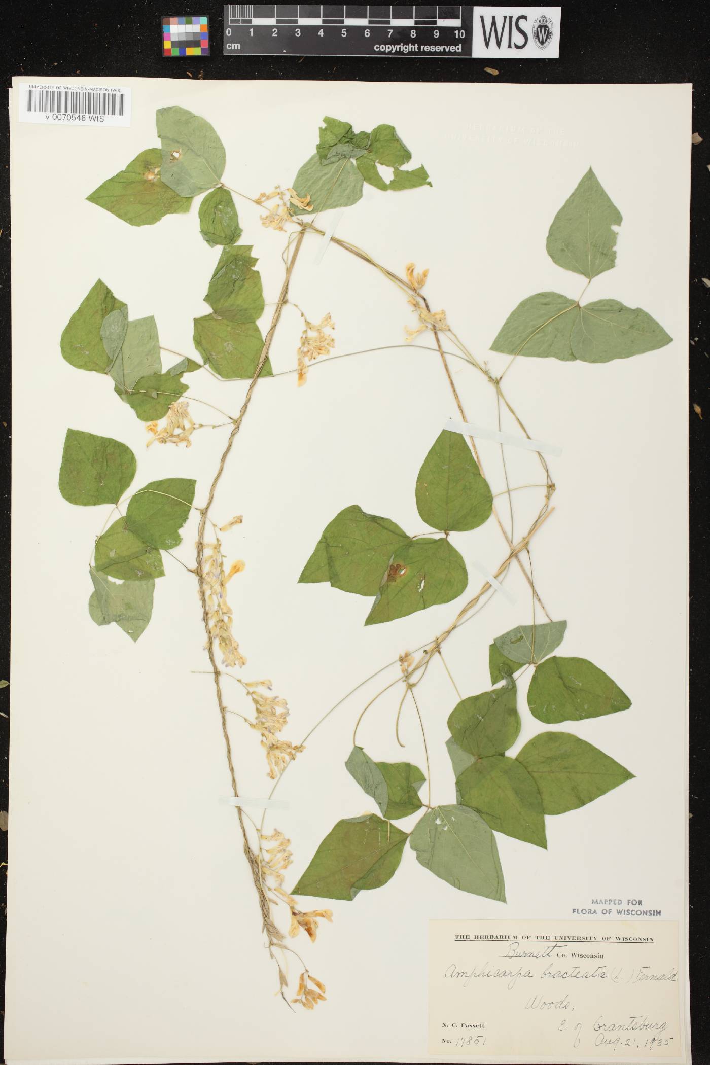 Amphicarpaea bracteata image