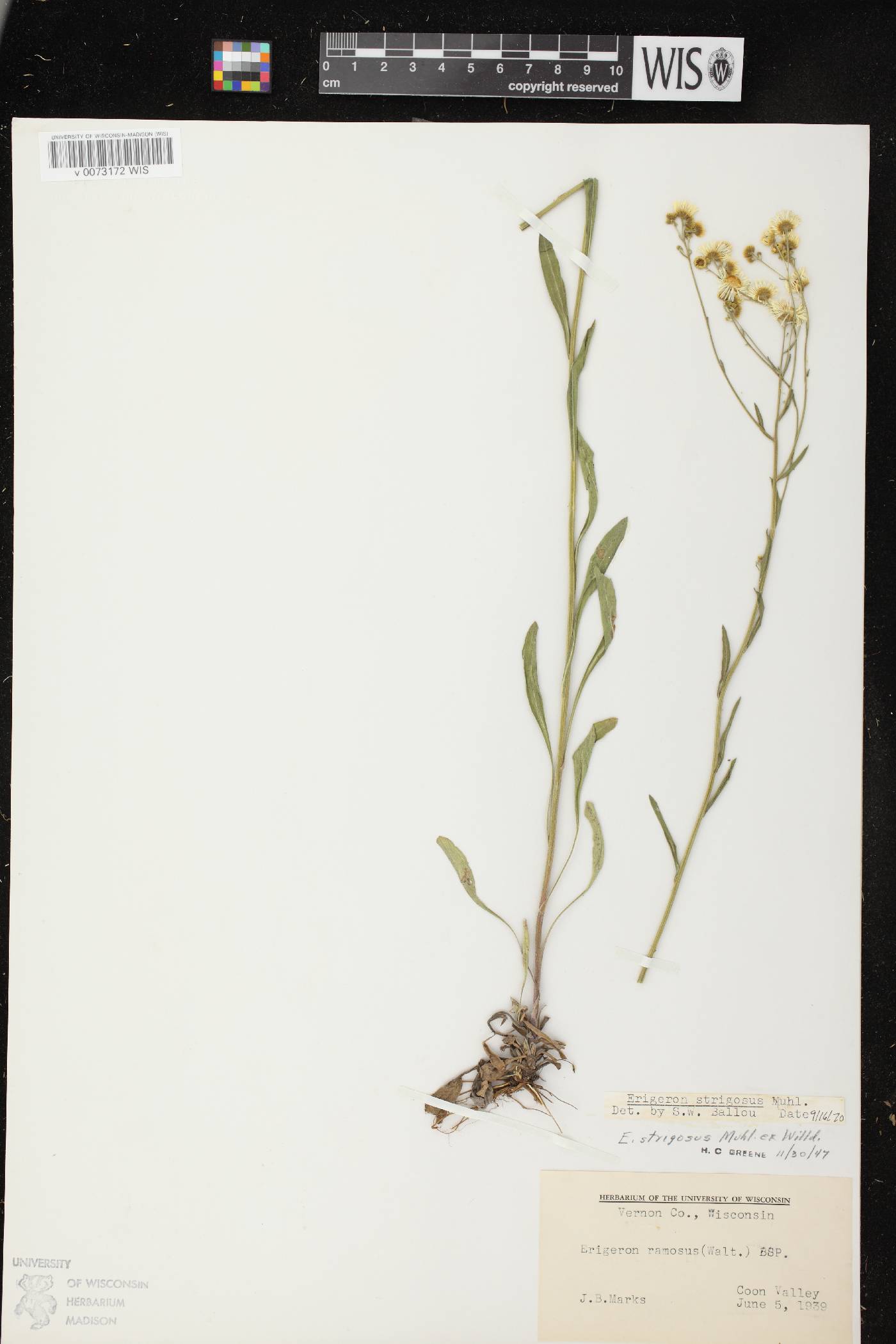 Erigeron strigosus image