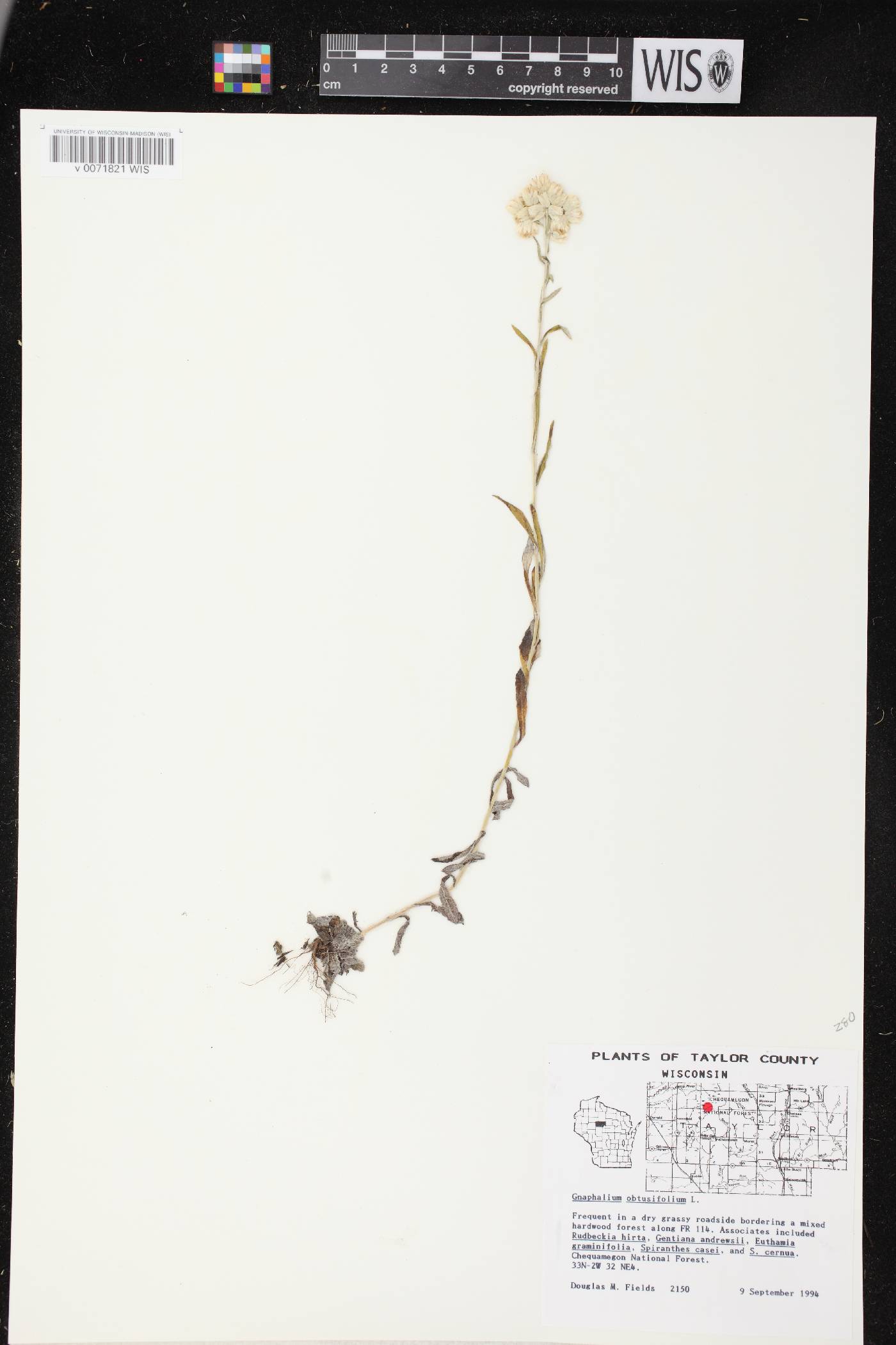 Pseudognaphalium obtusifolium image