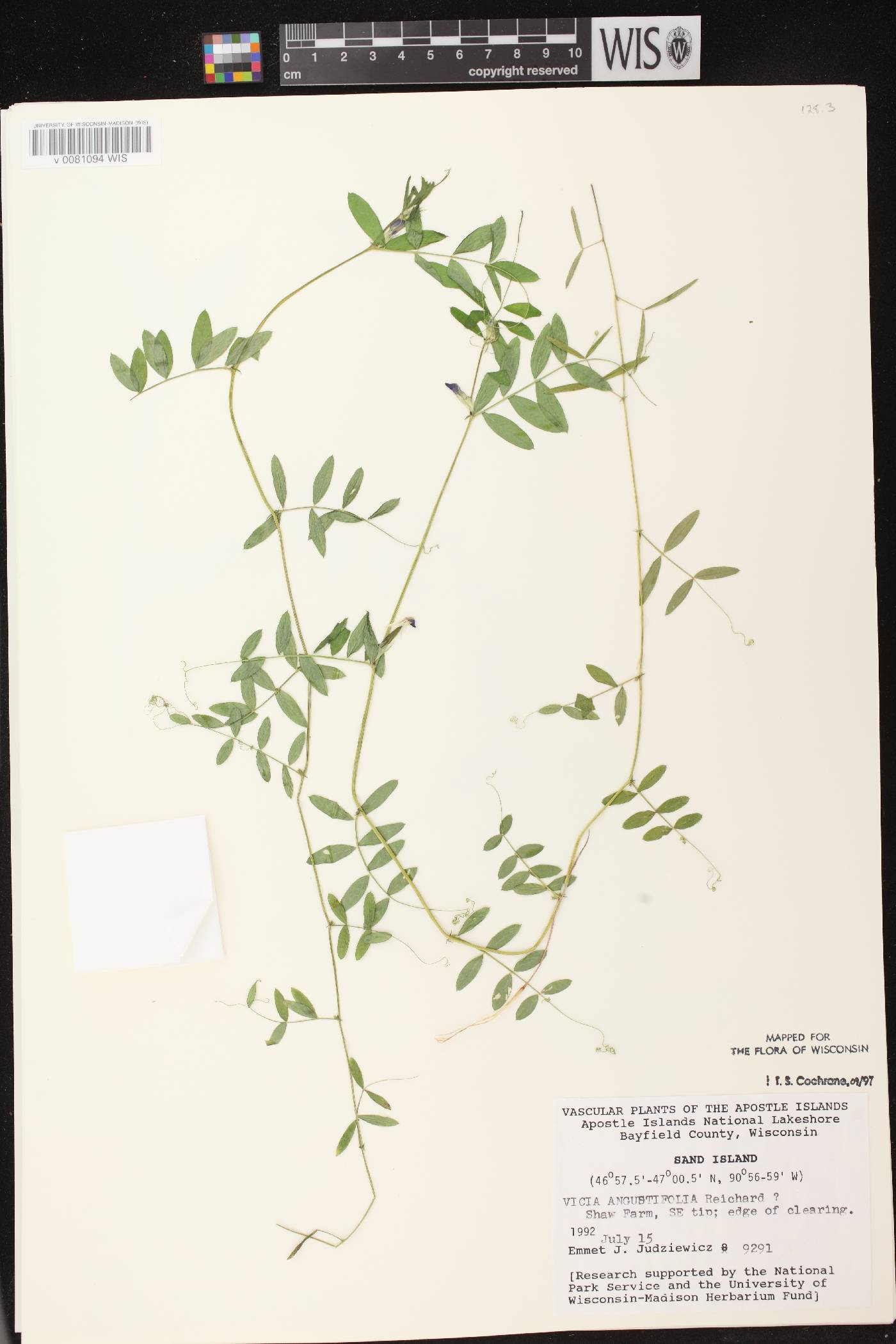 Vicia sativa subsp. nigra image
