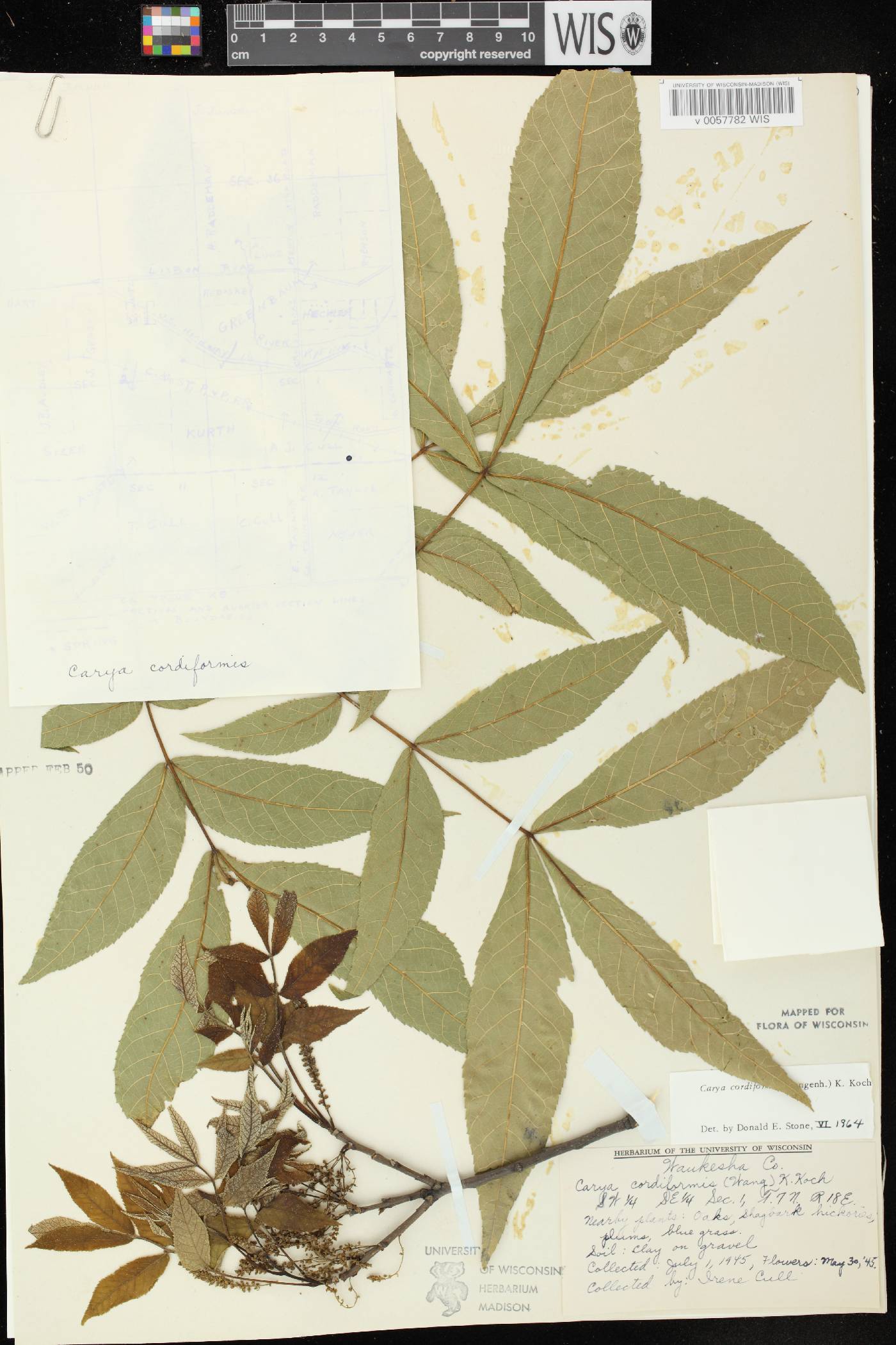 Carya cordiformis image