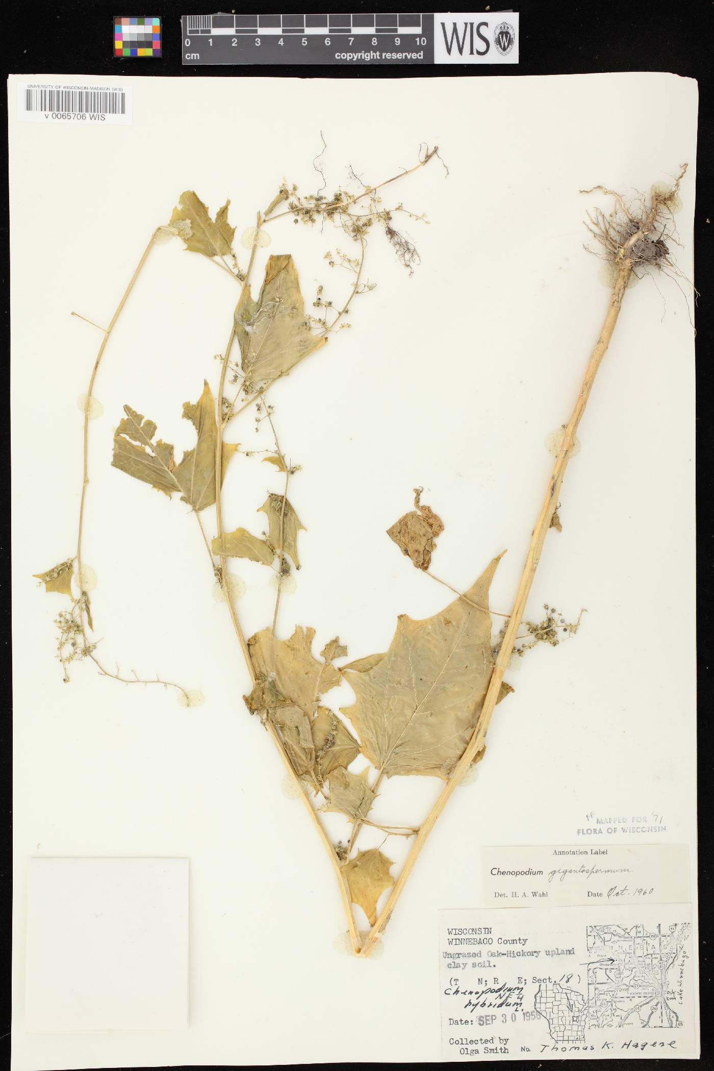 Chenopodium simplex image