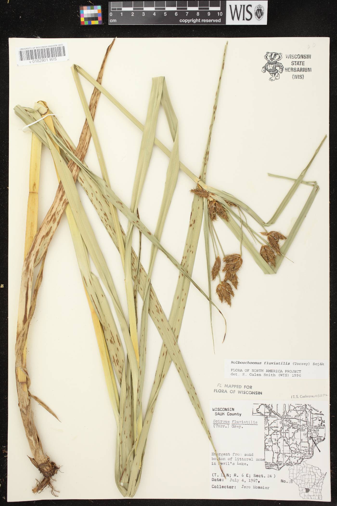 Bolboschoenus fluviatilis image