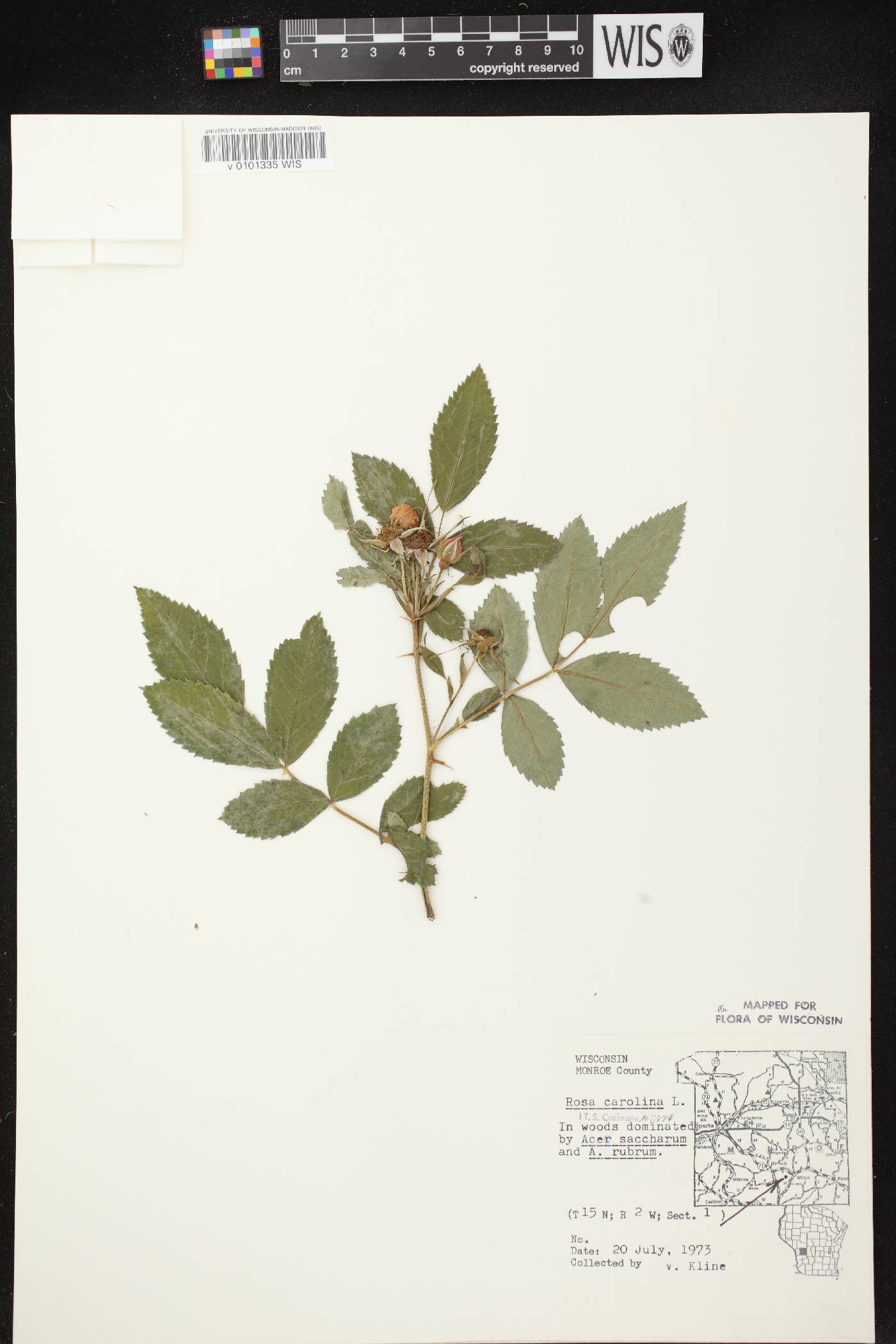 Rosa carolina image