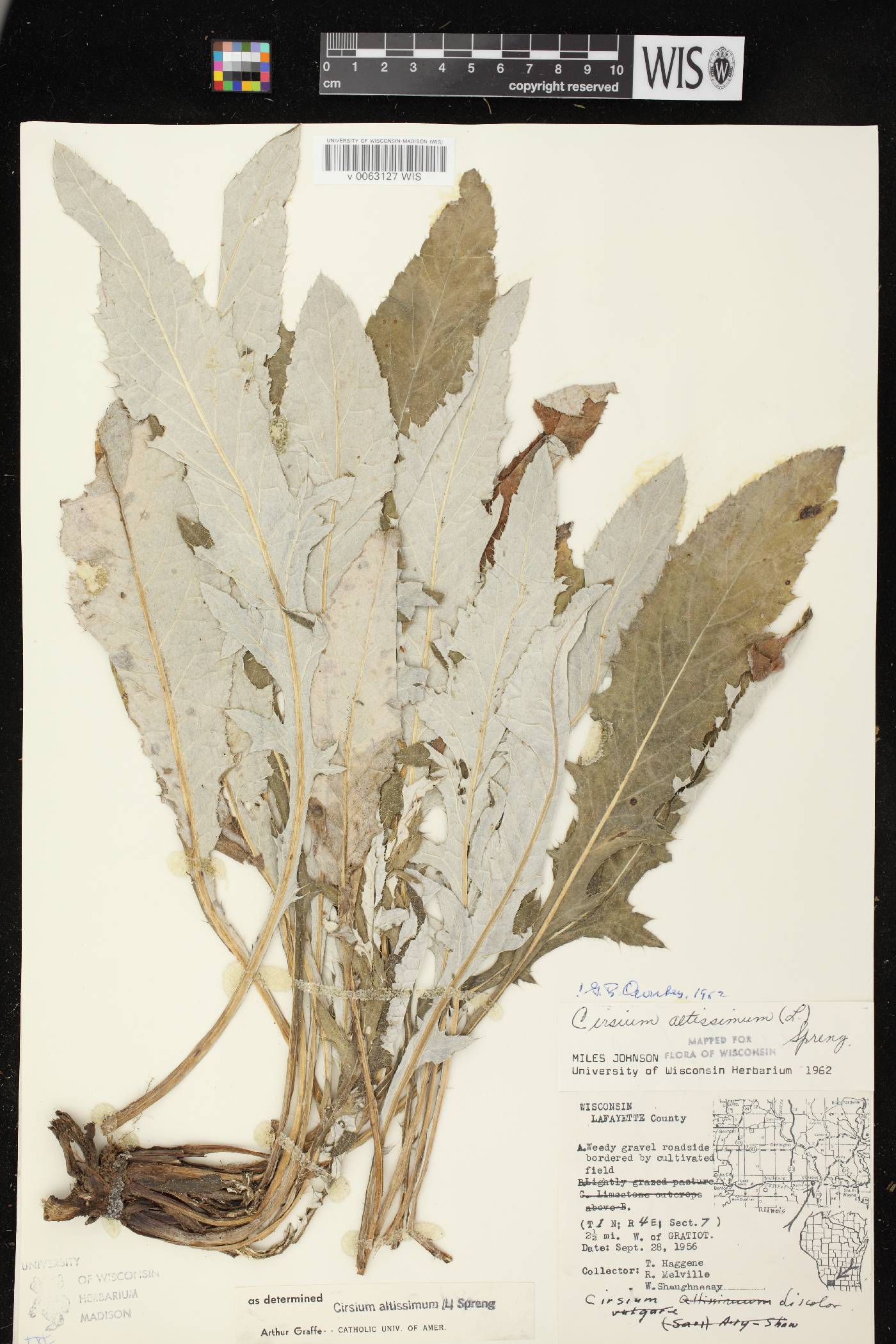 Cirsium altissimum image