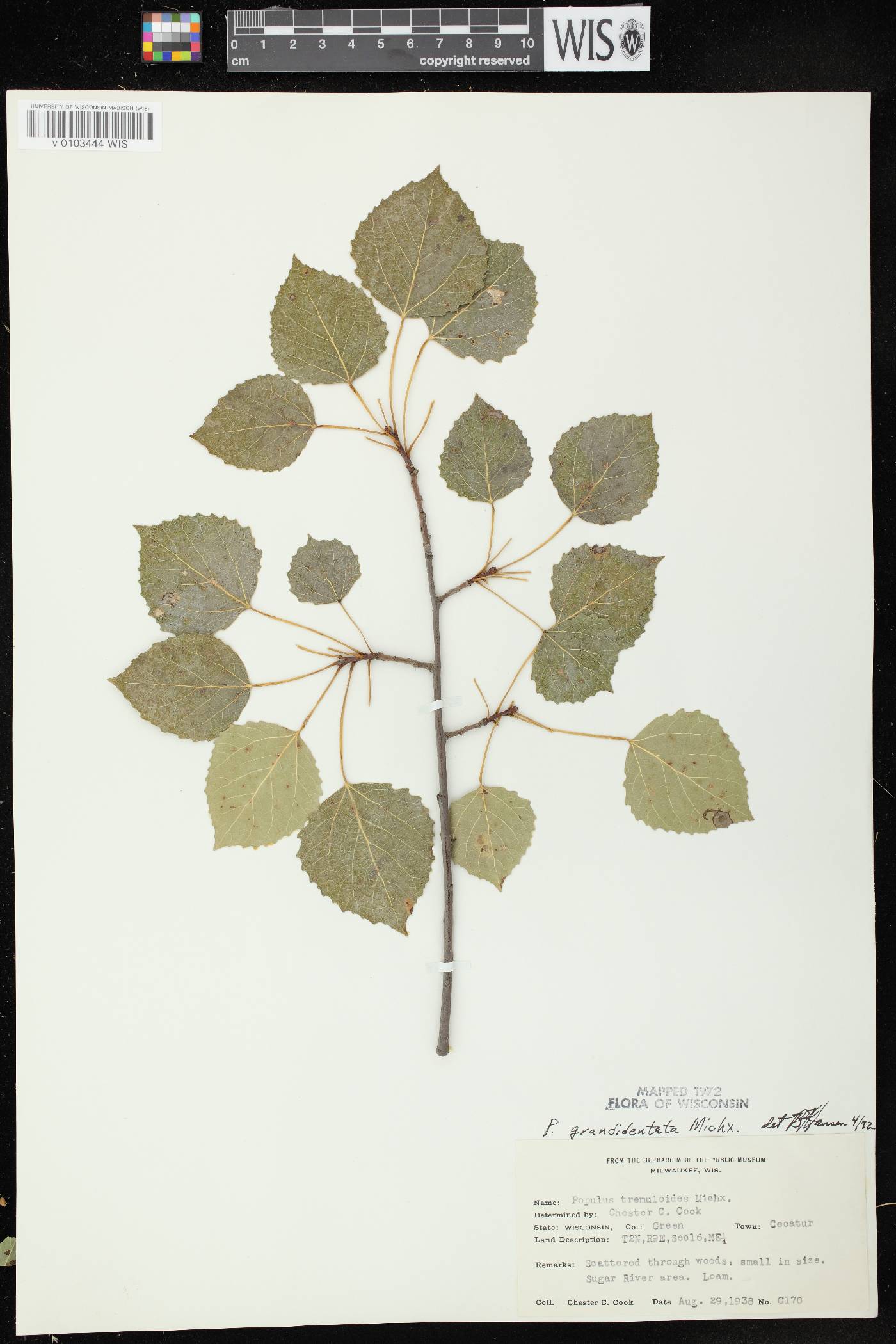 Populus grandidentata image