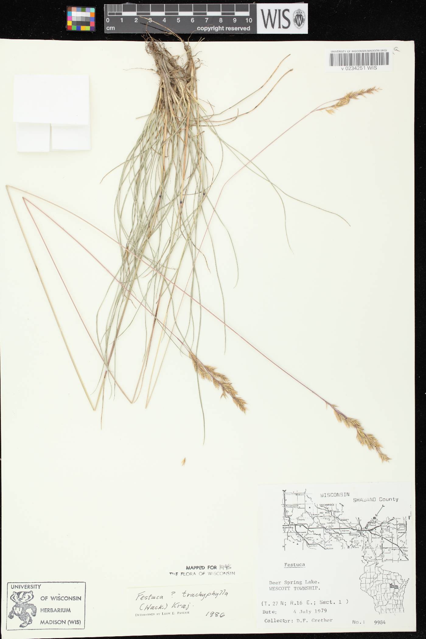 Festuca trachyphylla image