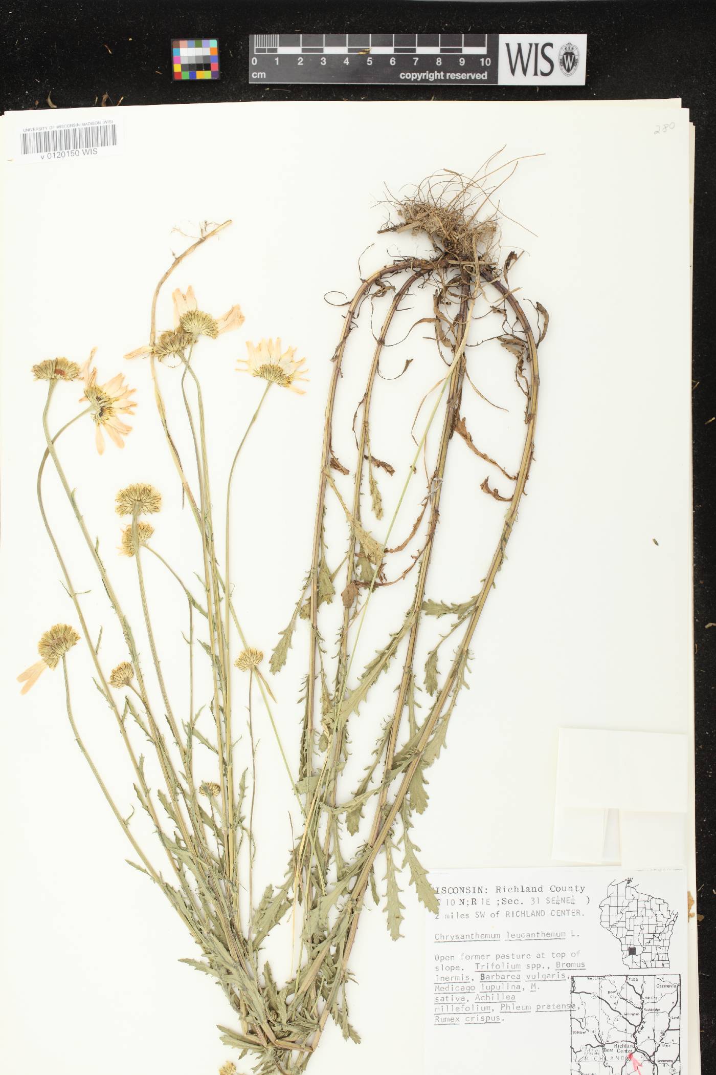 Leucanthemum vulgare image