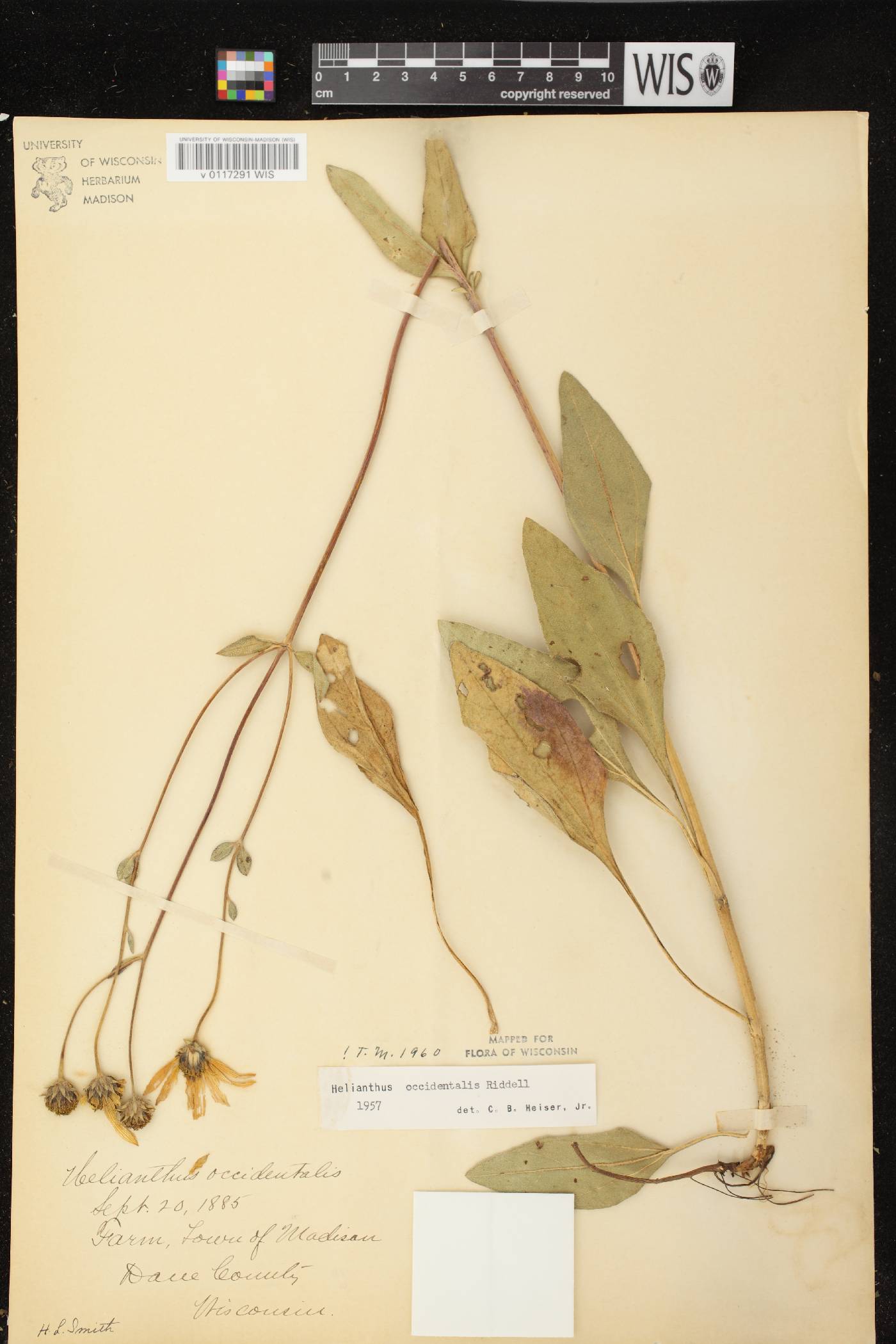 Helianthus occidentalis subsp. occidentalis image
