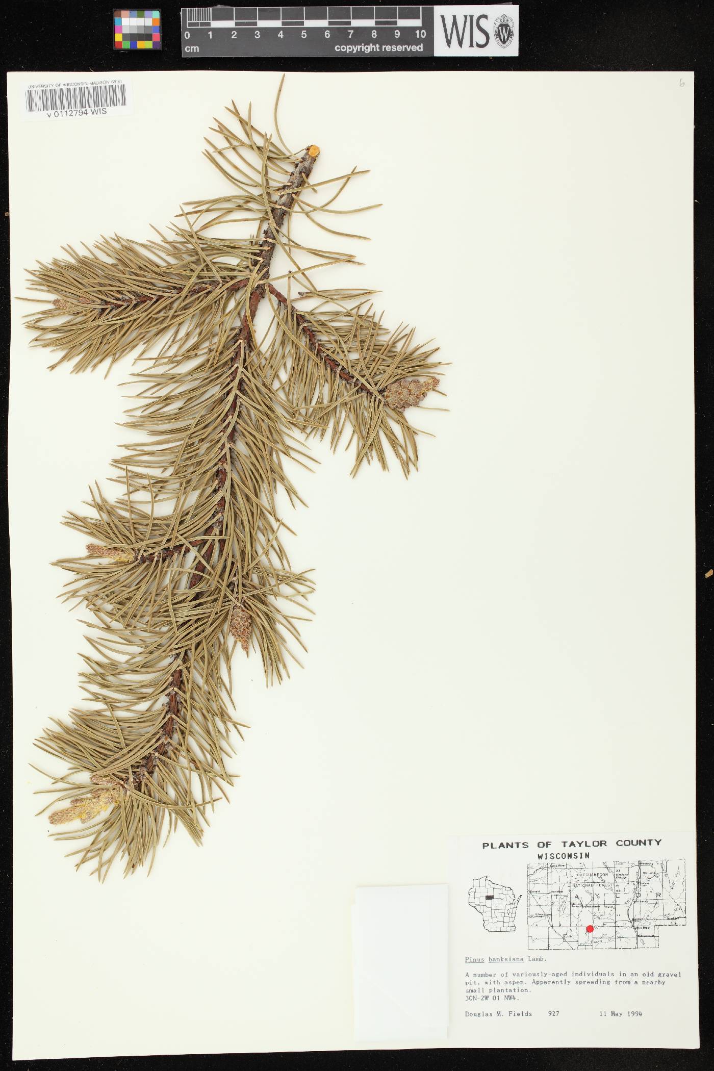 Pinus banksiana image