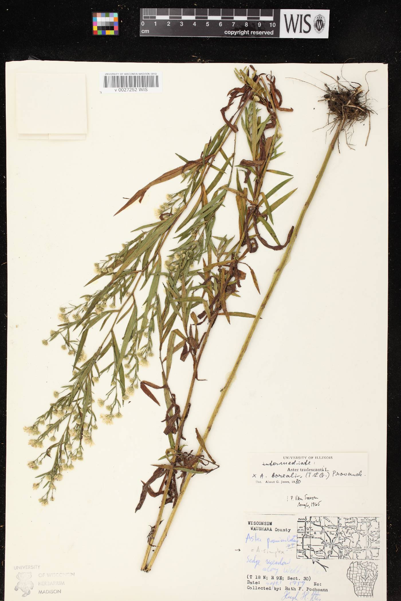 Symphyotrichum boreale image