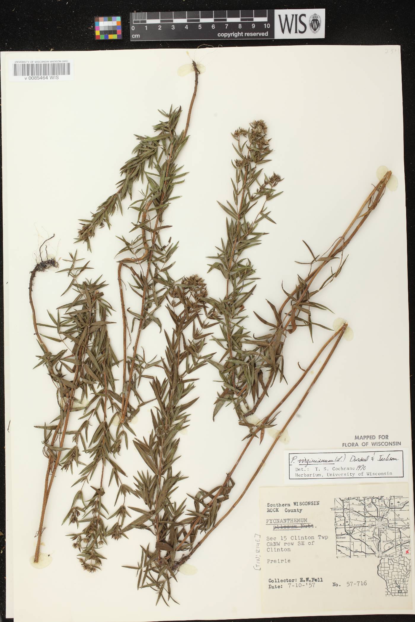 Pycnanthemum virginianum image