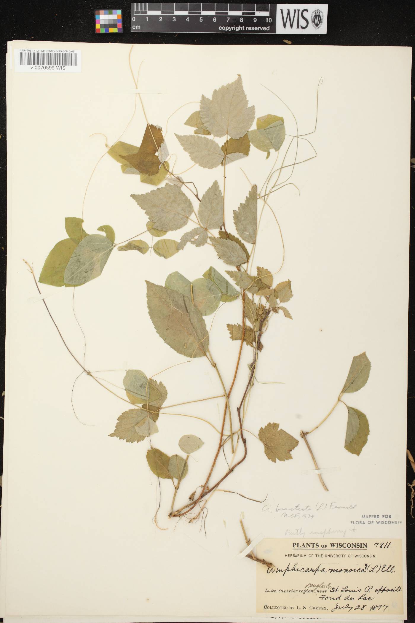 Amphicarpaea bracteata image
