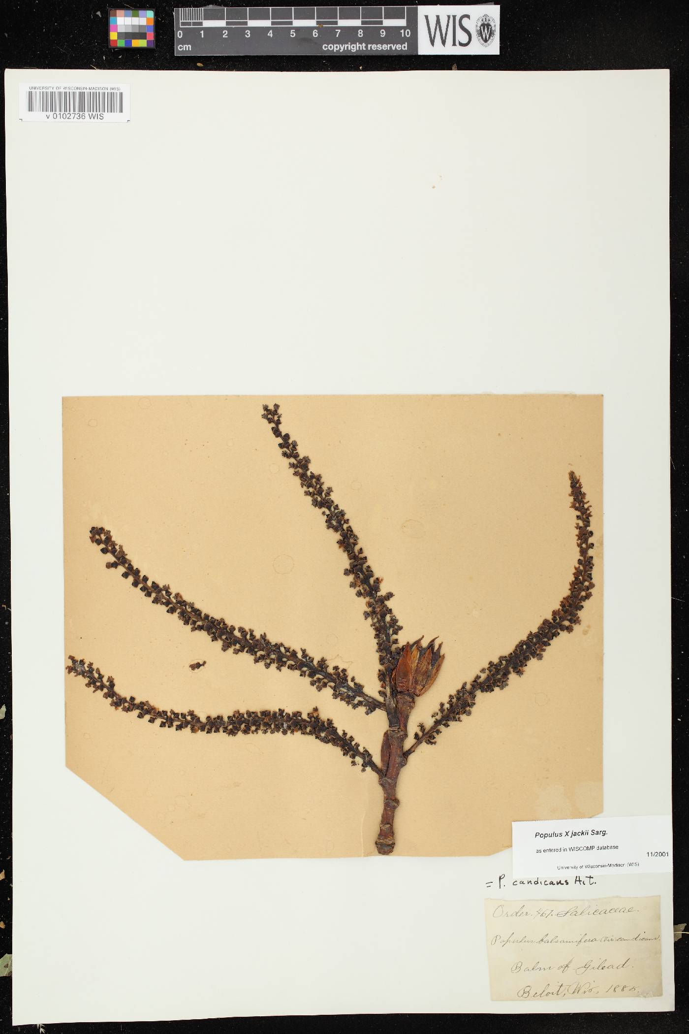 Populus x jackii image