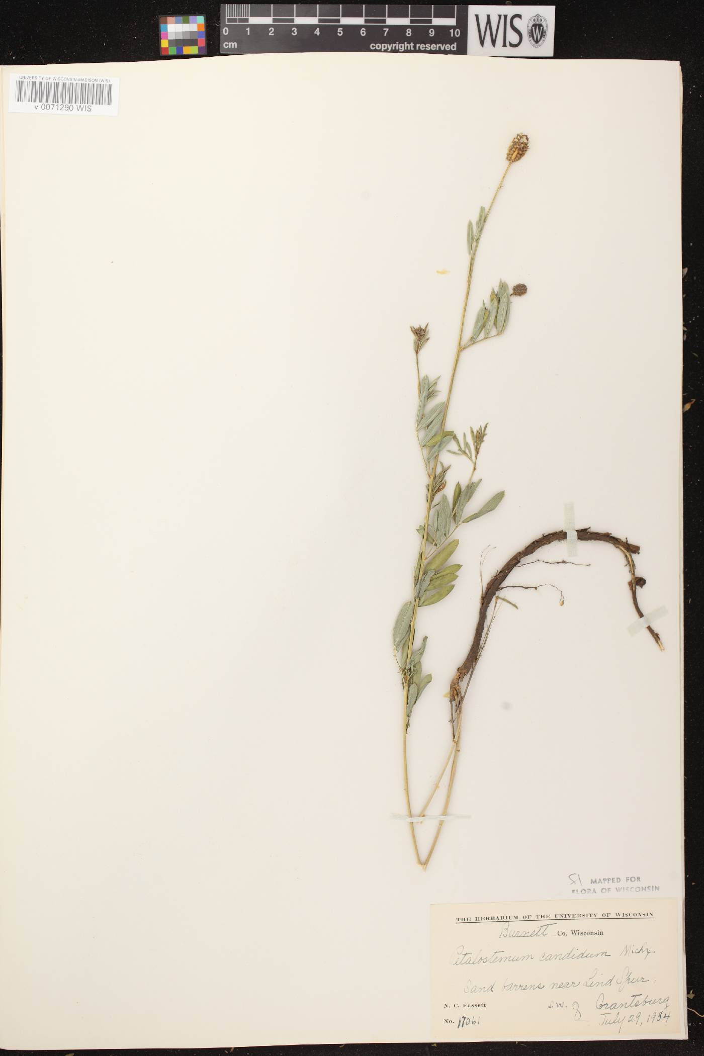 Dalea candida image
