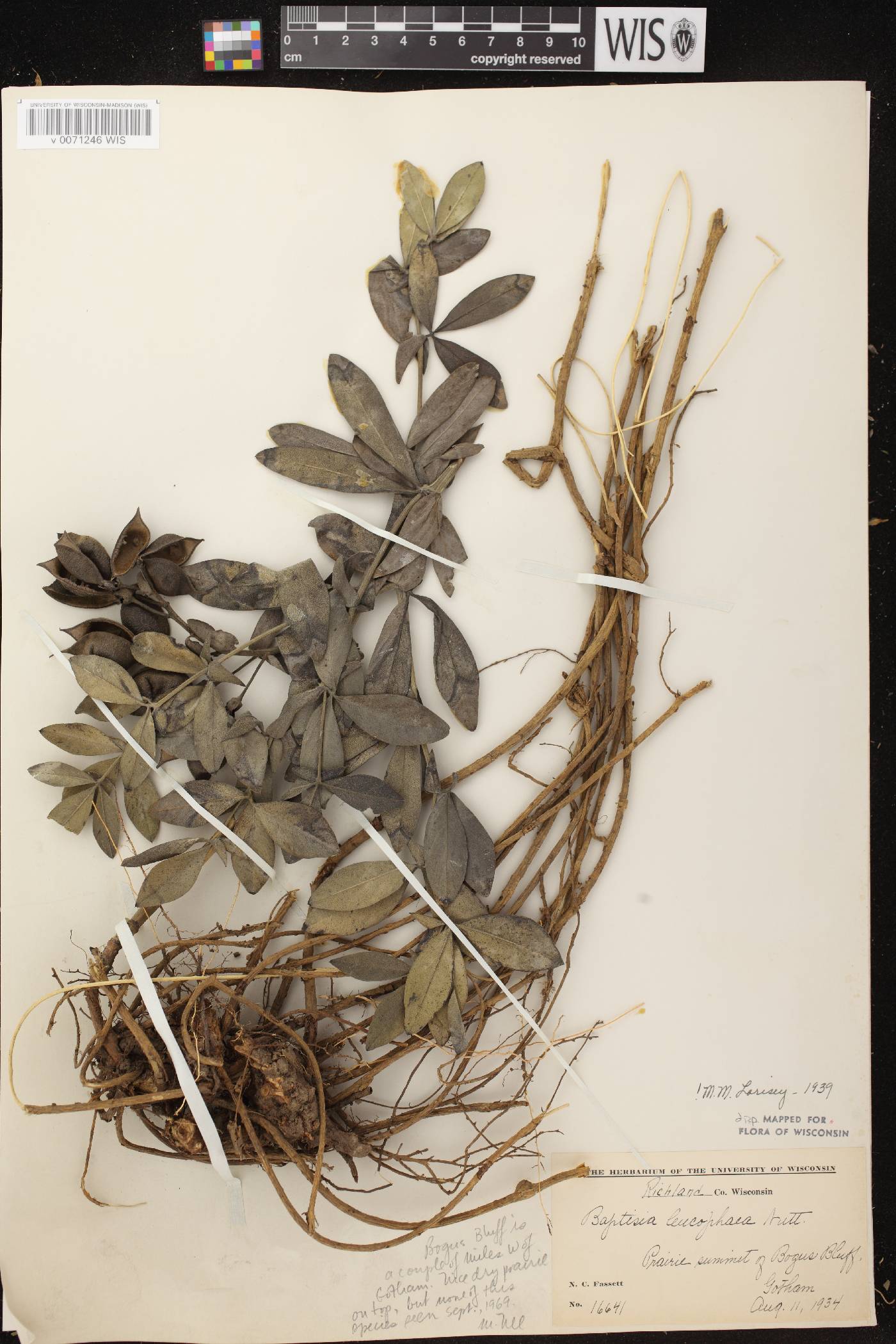 Baptisia leucophaea image