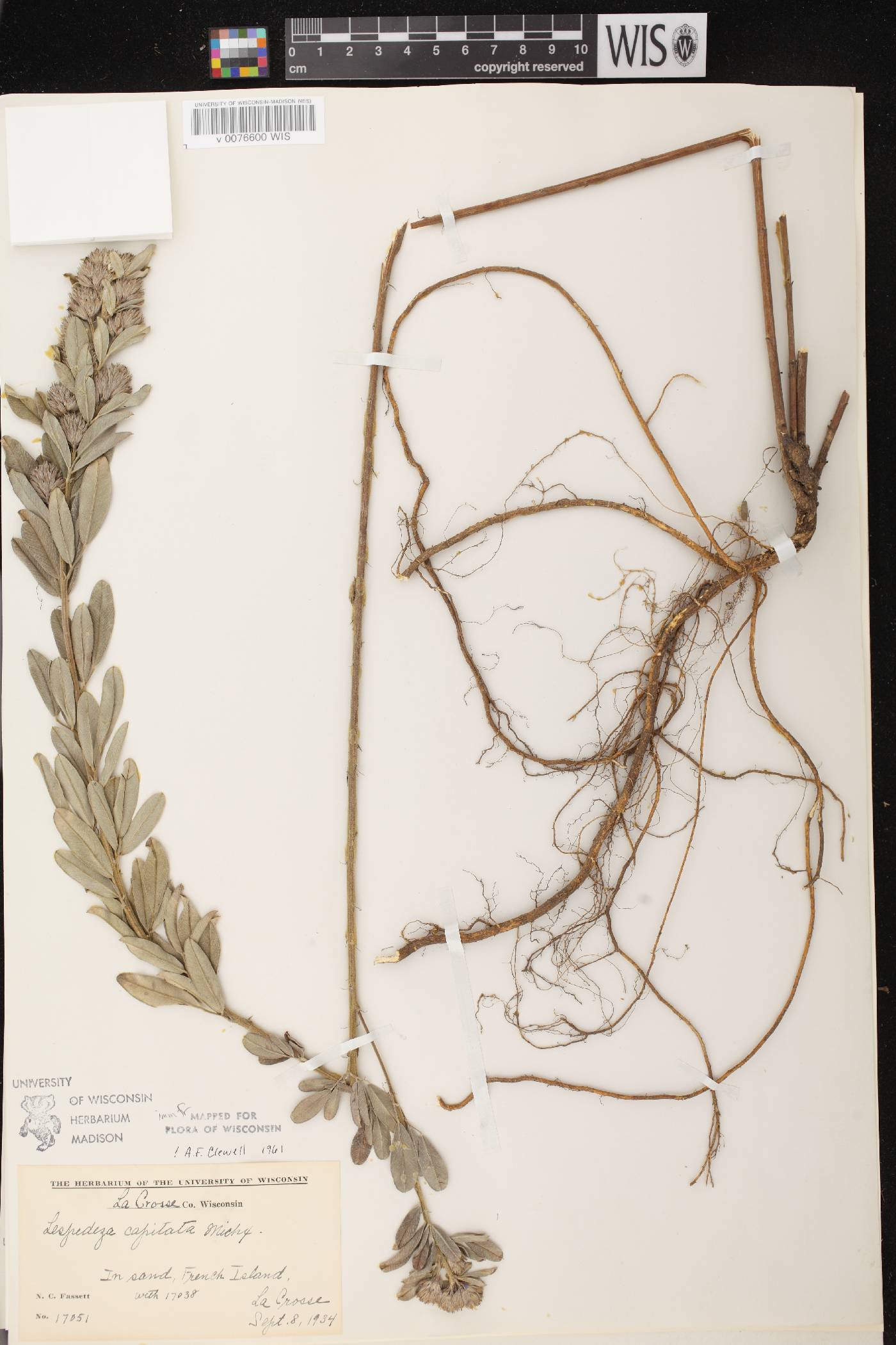 Lespedeza capitata image