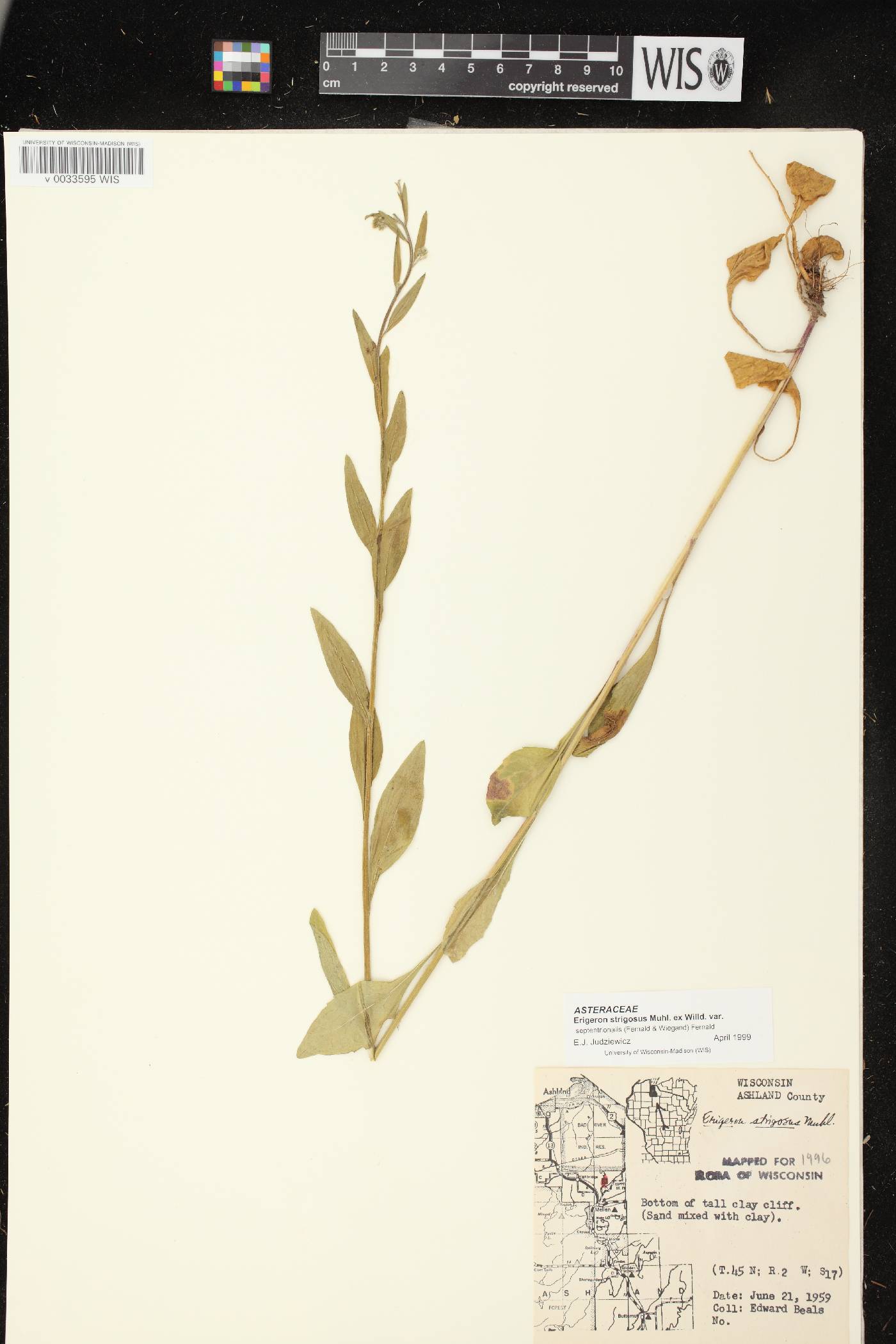 Erigeron strigosus var. septentrionalis image