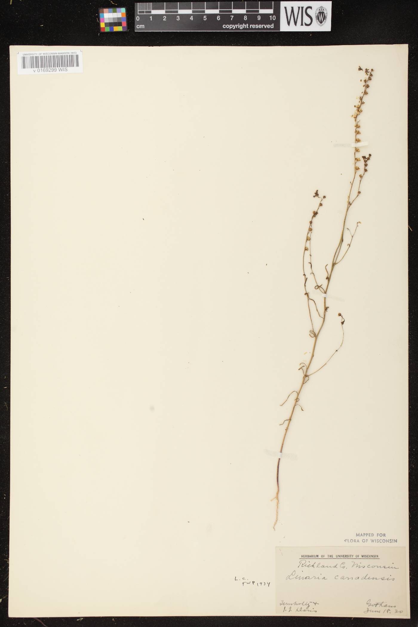 Nuttallanthus canadensis image