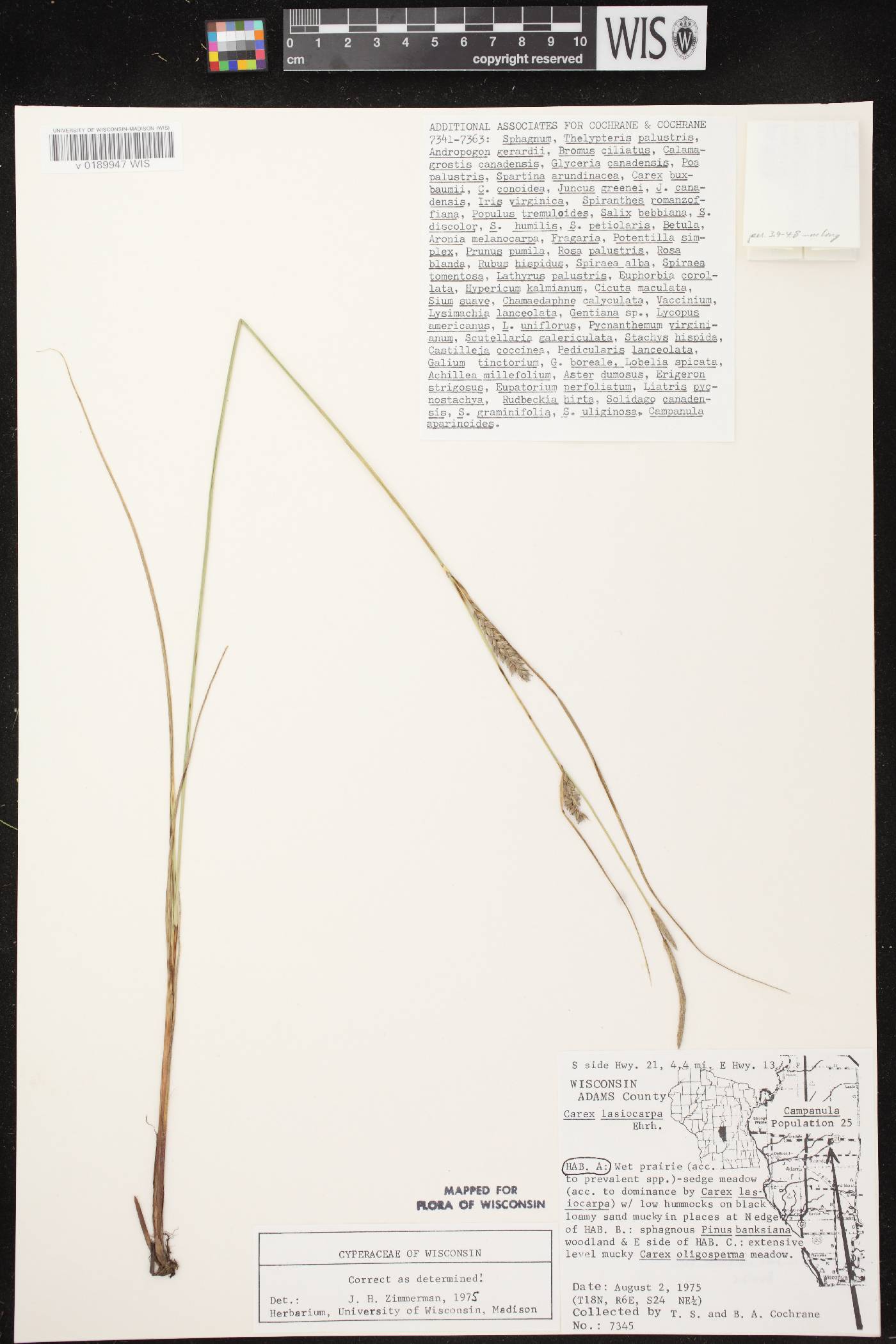 Carex lasiocarpa subsp. americana image