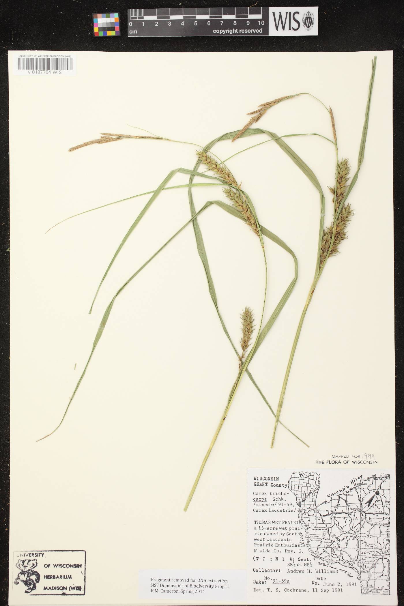 Carex trichocarpa image