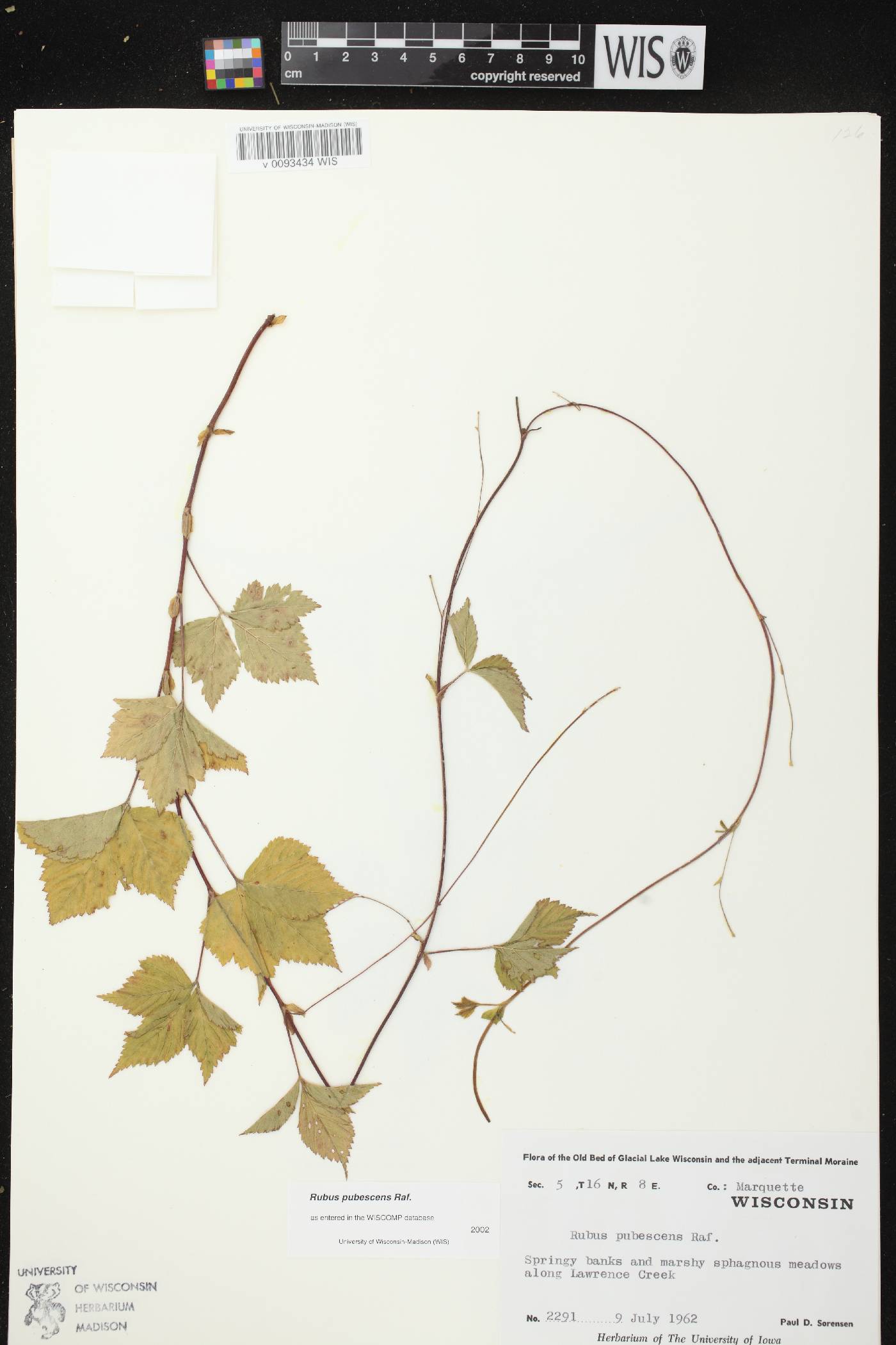 Rubus pubescens image