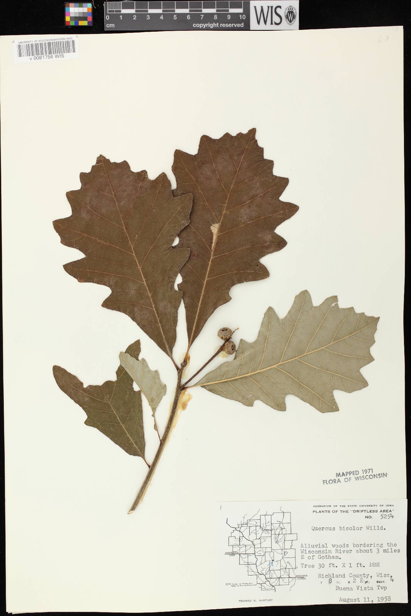 Quercus bicolor image