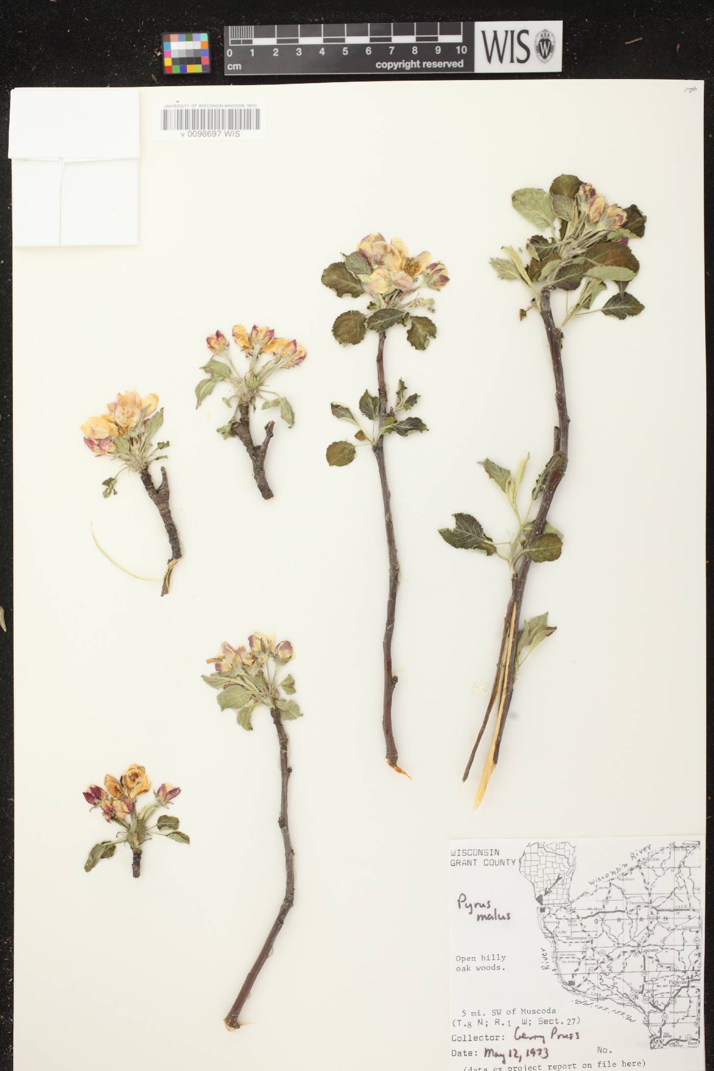 Malus pumila image