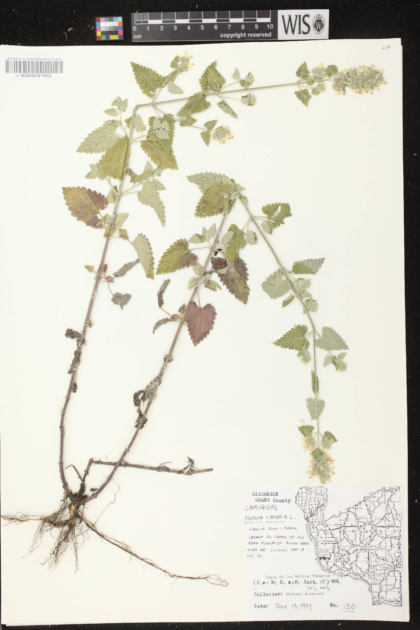 Nepeta cataria image