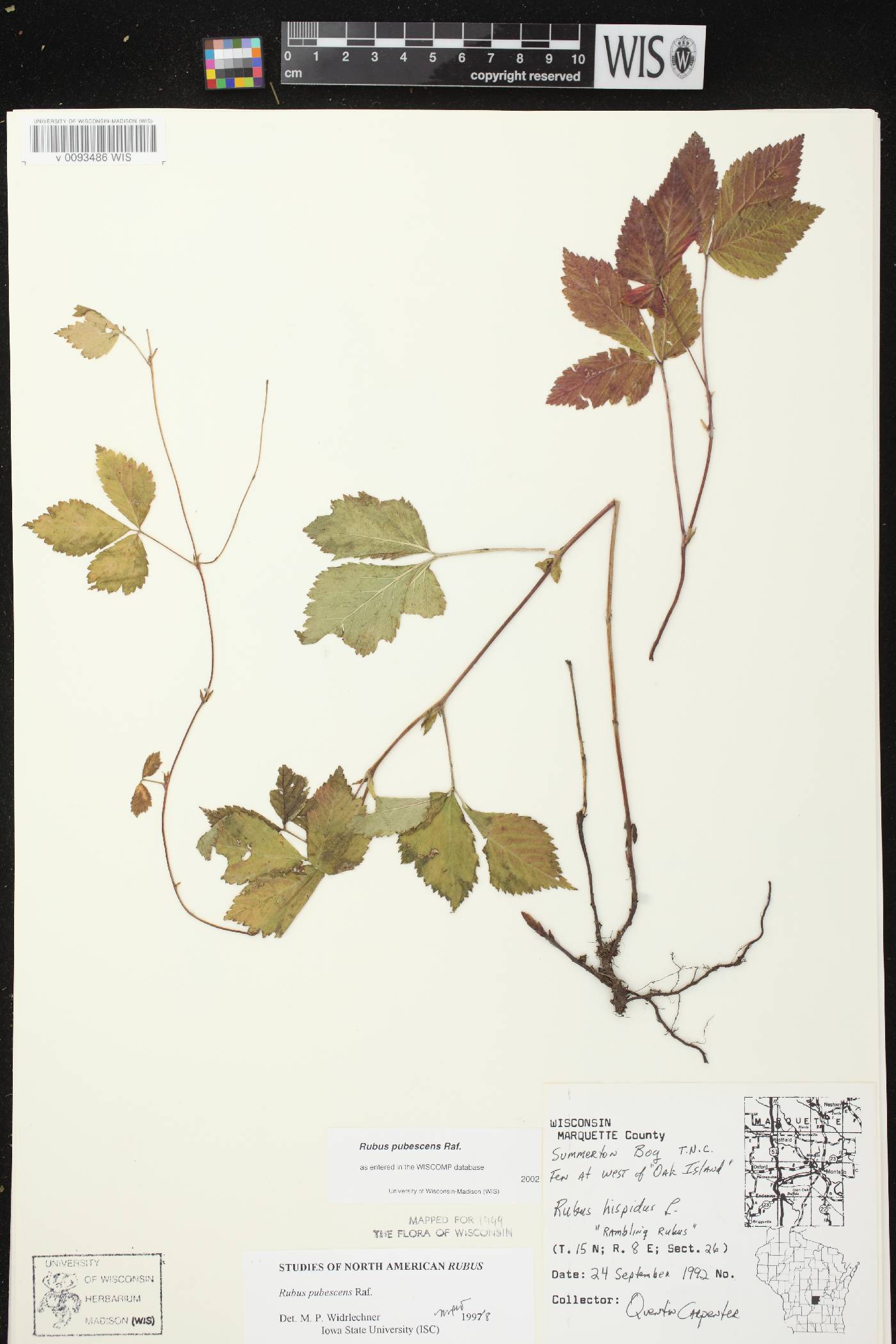 Rubus pubescens image