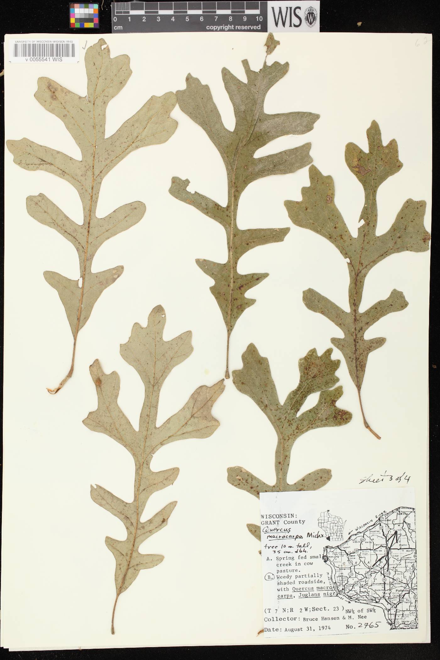 Quercus macrocarpa image
