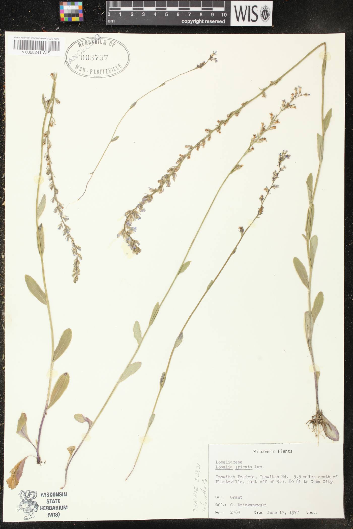 Lobelia spicata image