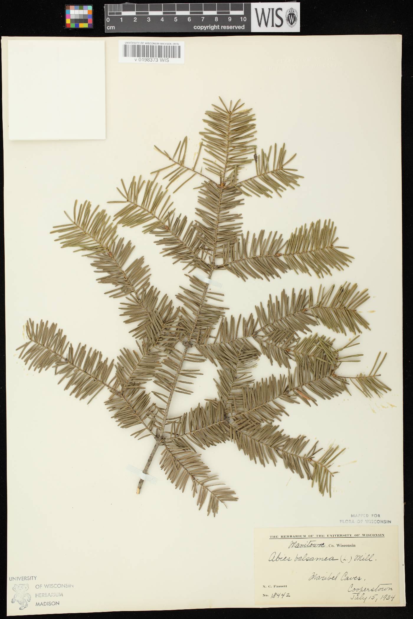 Abies balsamea image