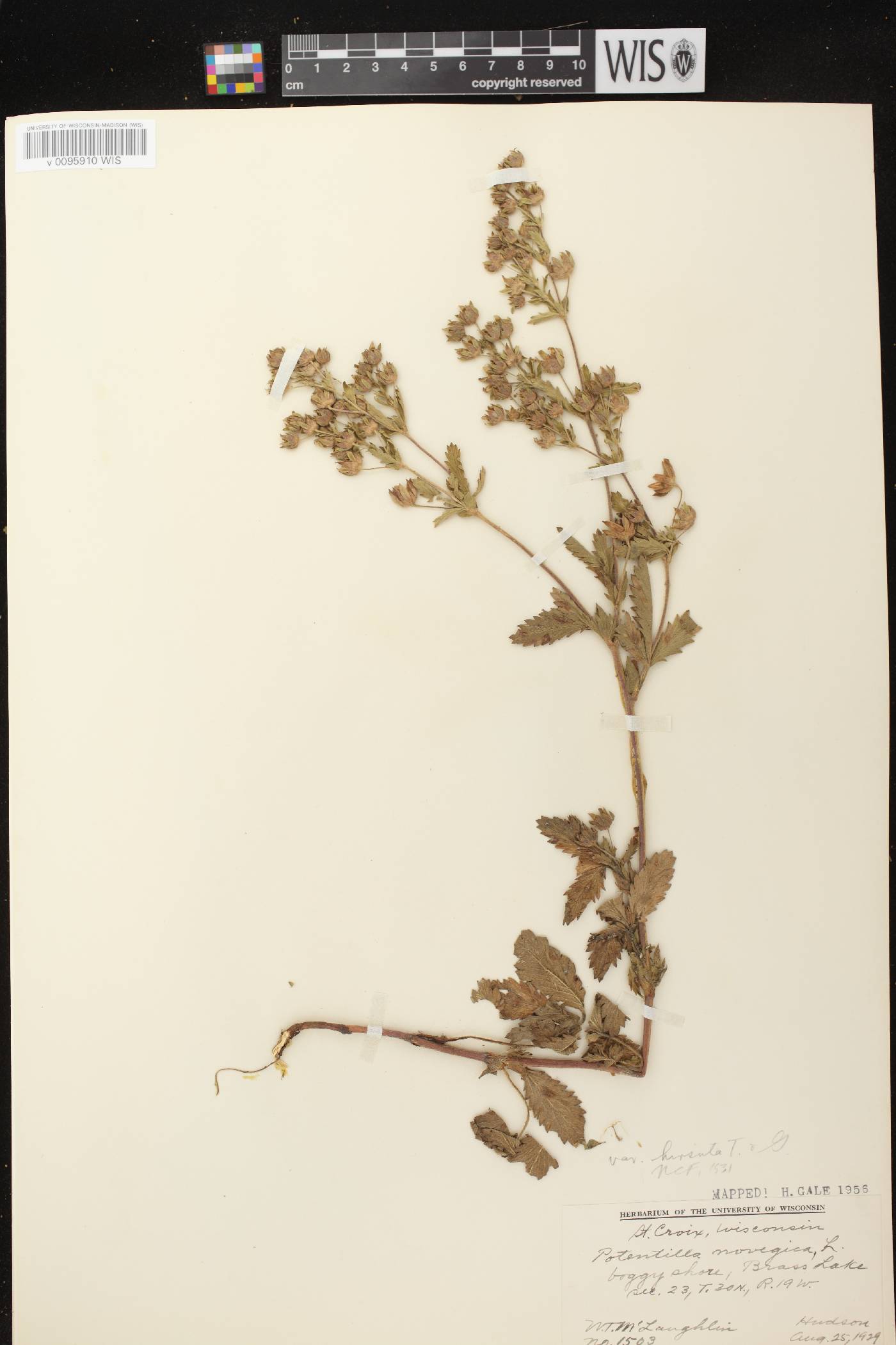 Potentilla norvegica image