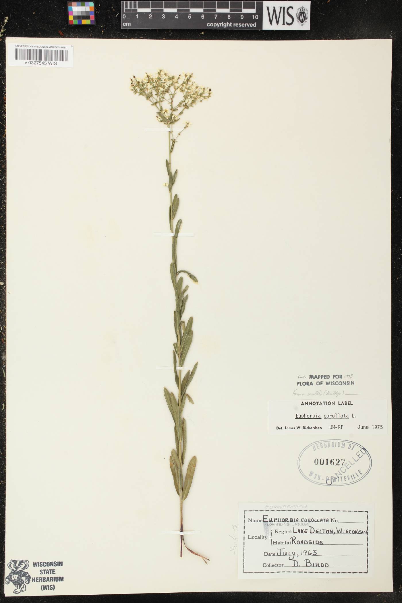Euphorbia corollata image