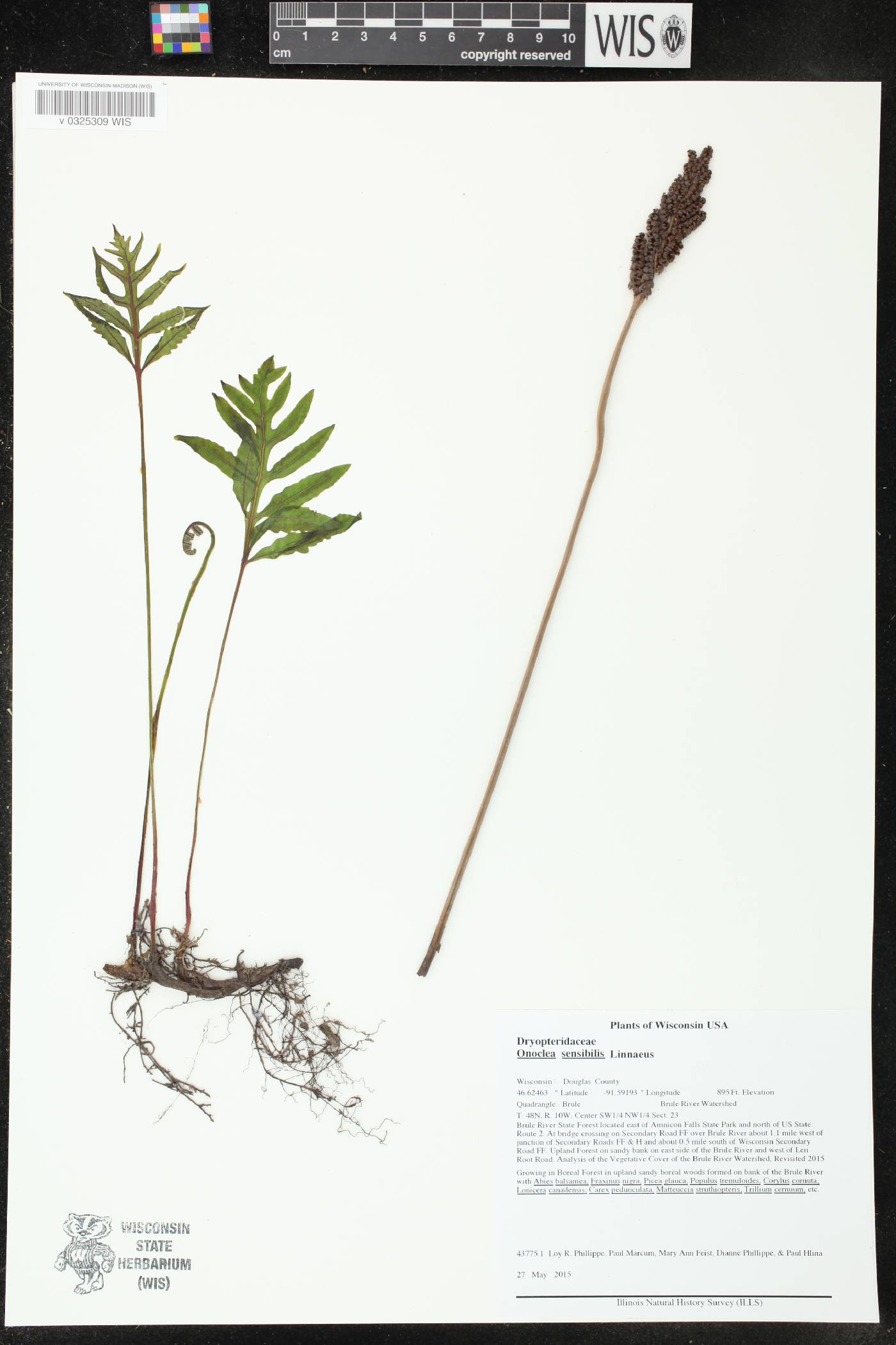 Onoclea sensibilis image