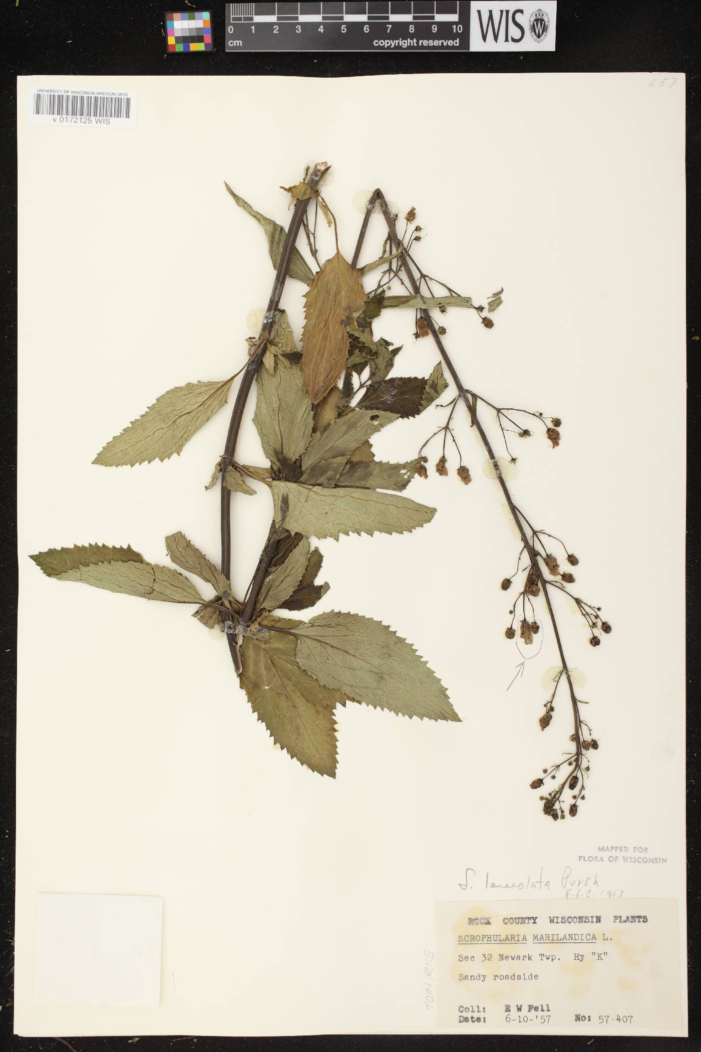 Scrophularia lanceolata image