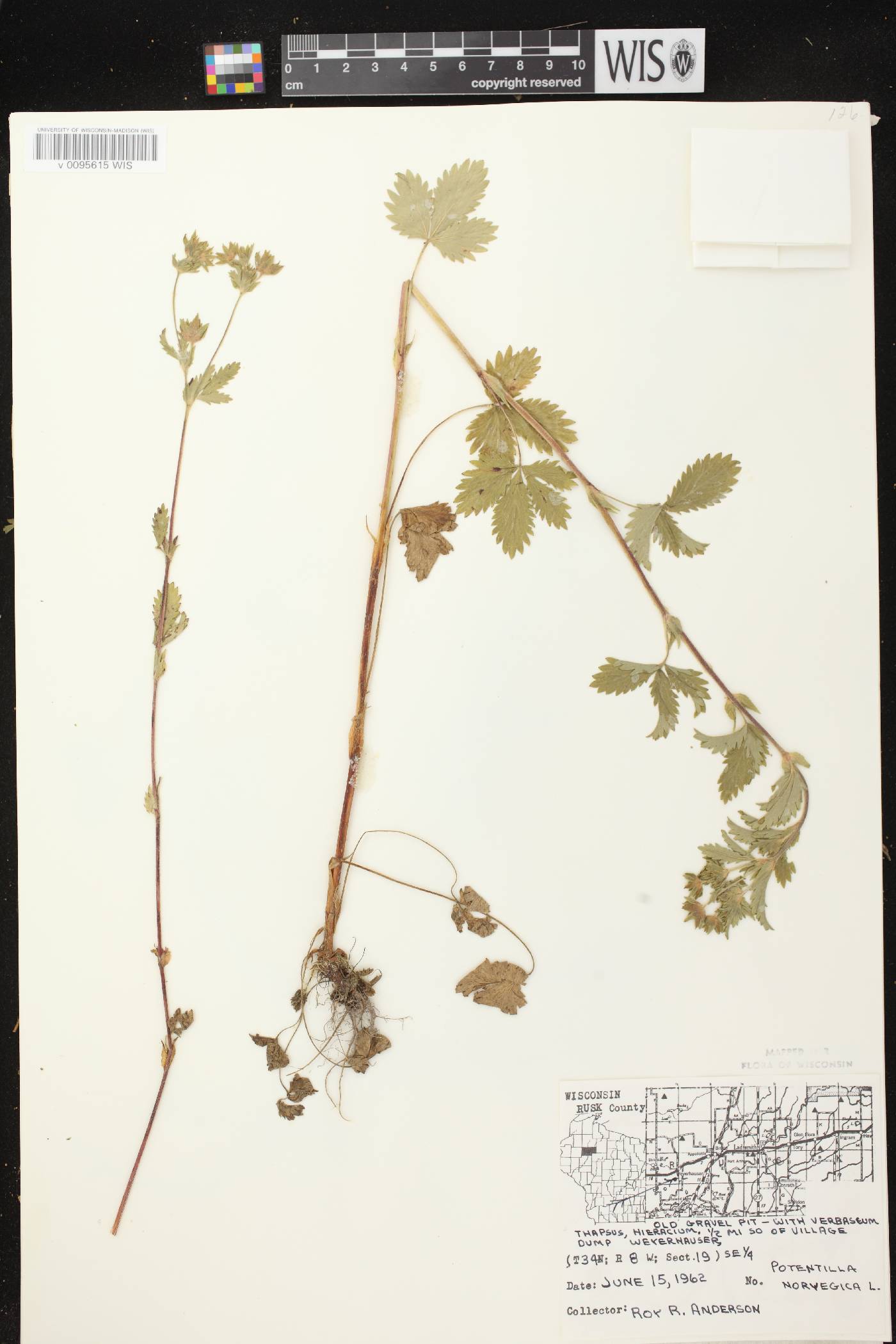 Potentilla norvegica image