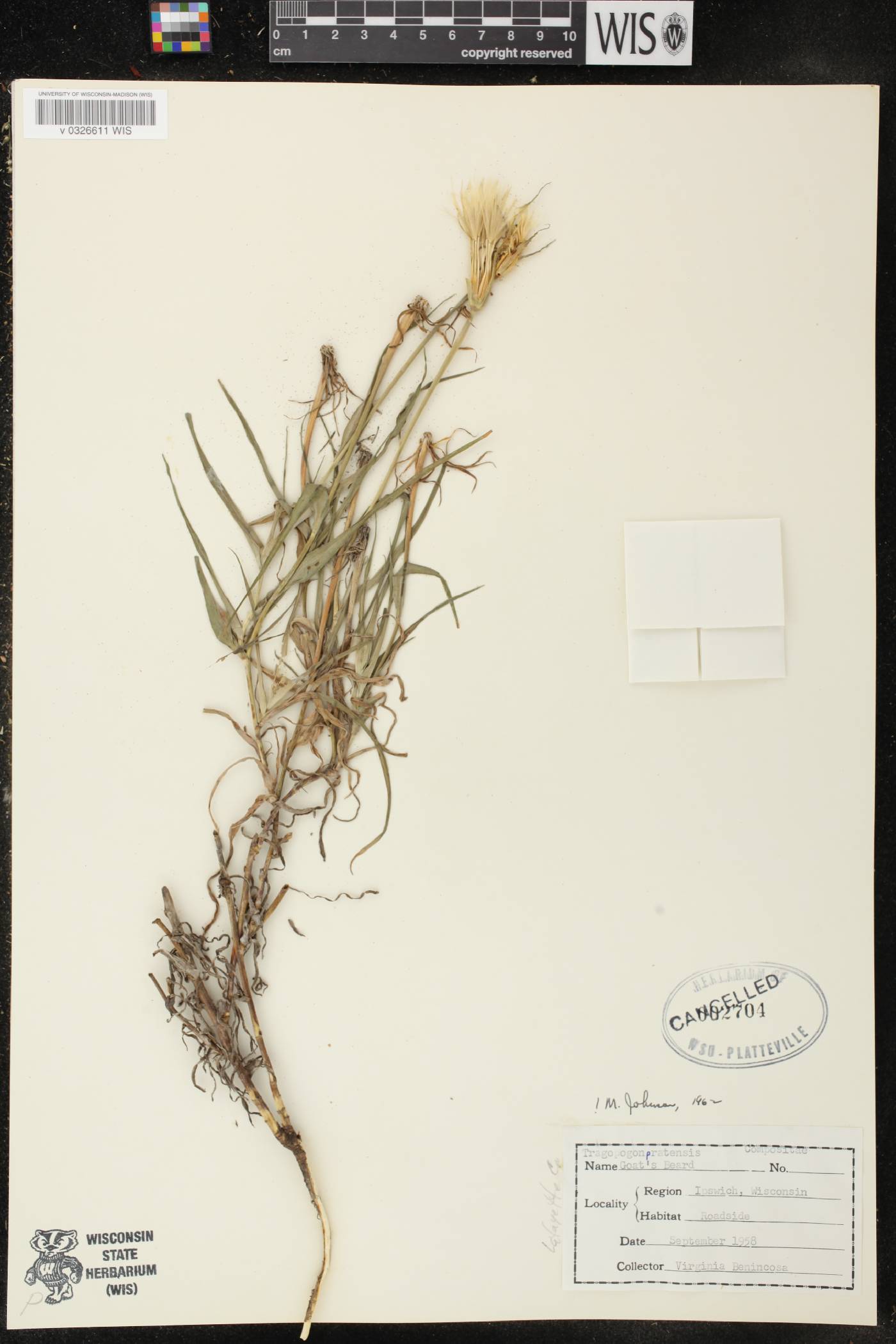 Tragopogon pratensis image