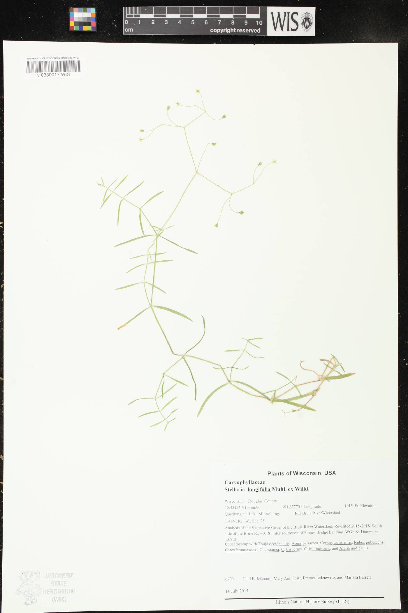 Stellaria longifolia image