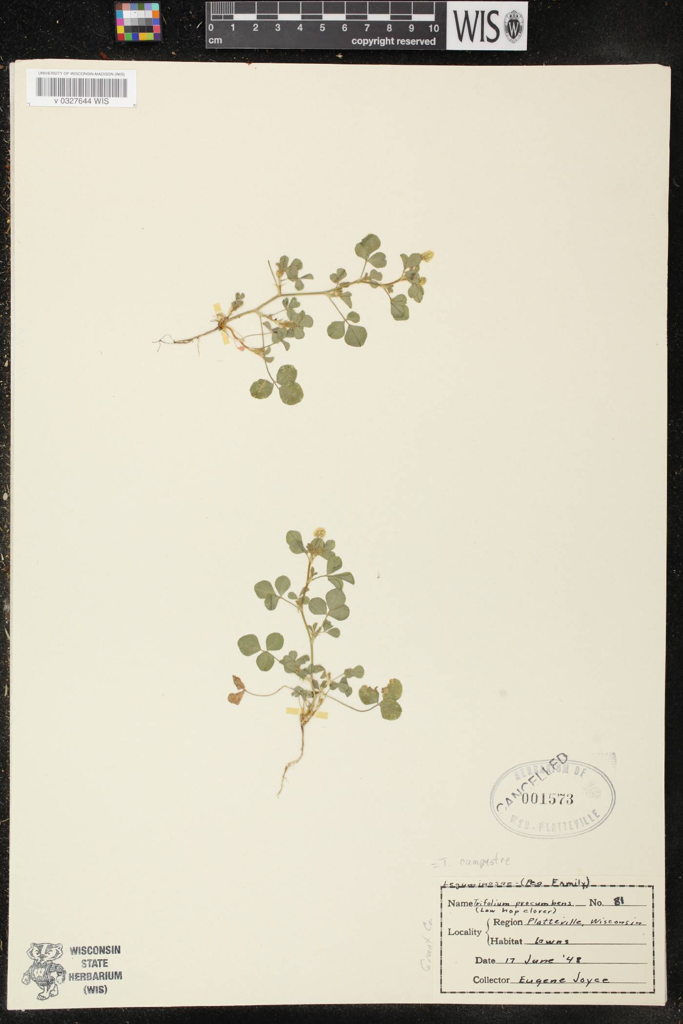 Medicago lupulina image