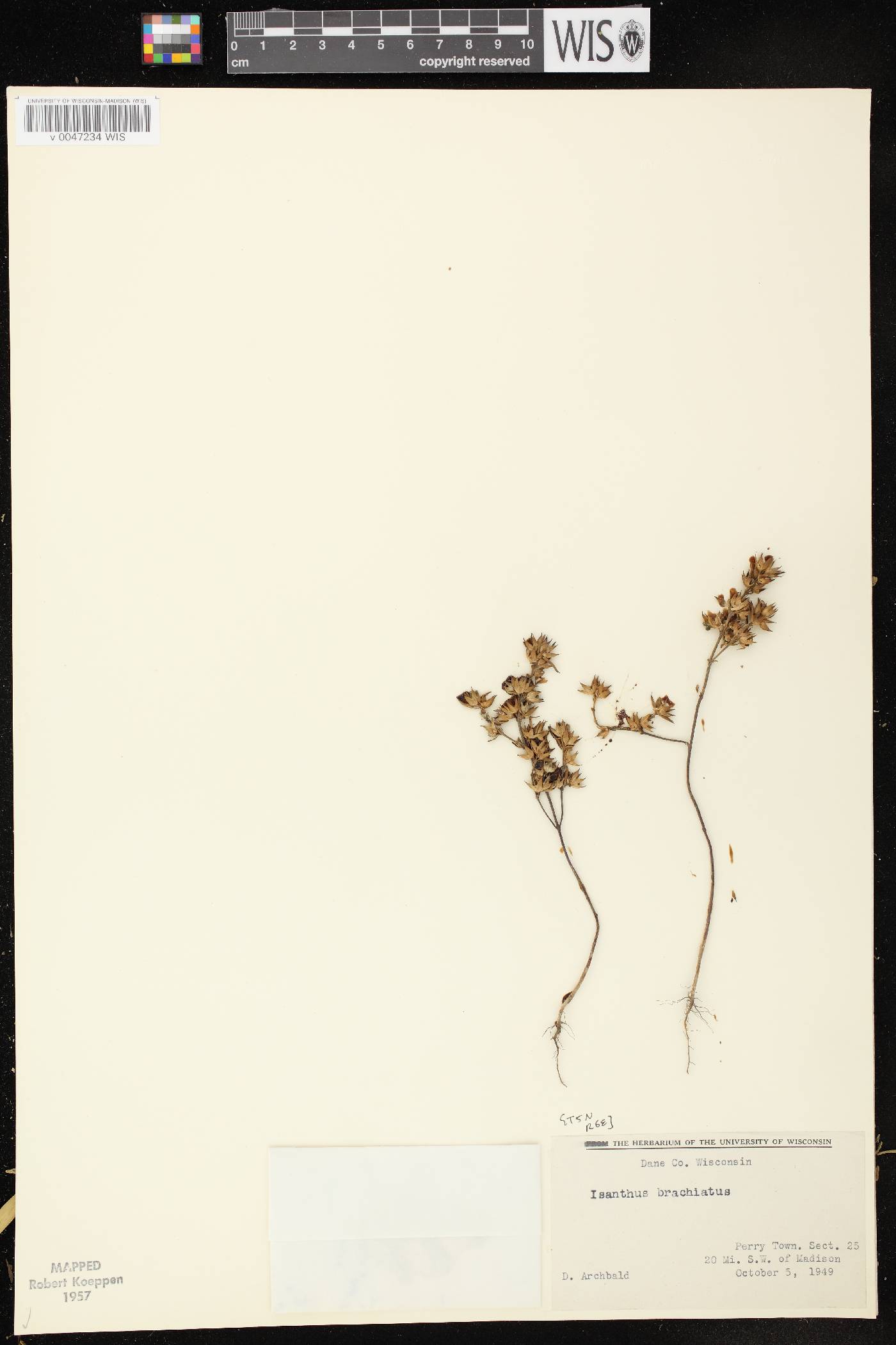 Trichostema brachiatum image
