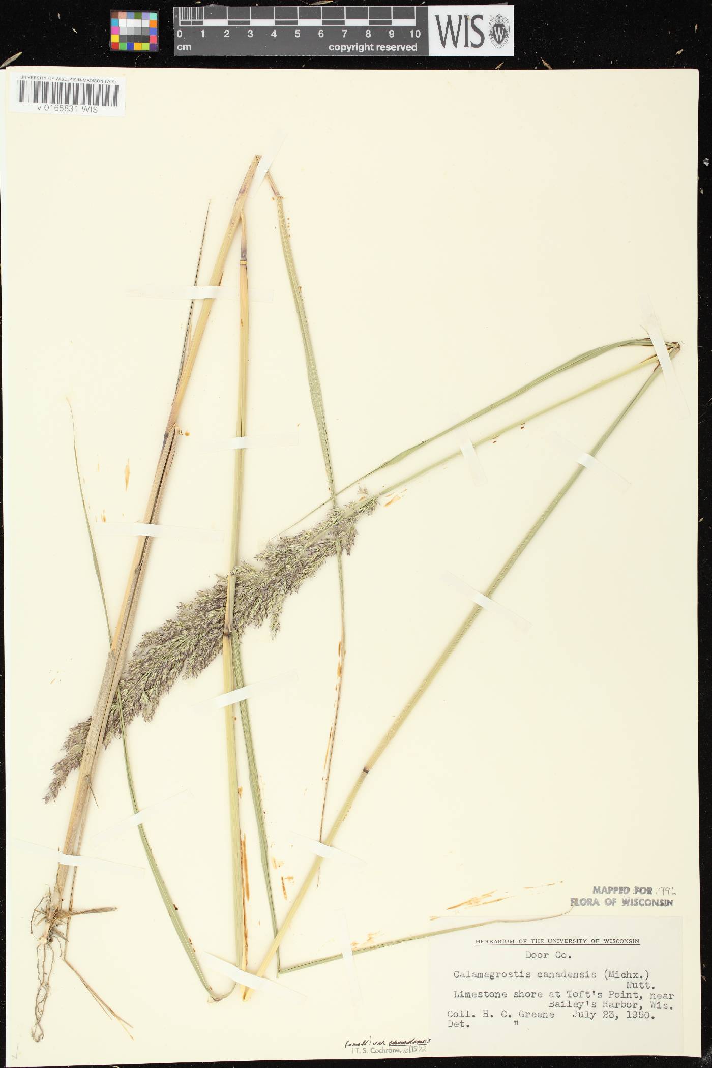 Calamagrostis canadensis var. canadensis image