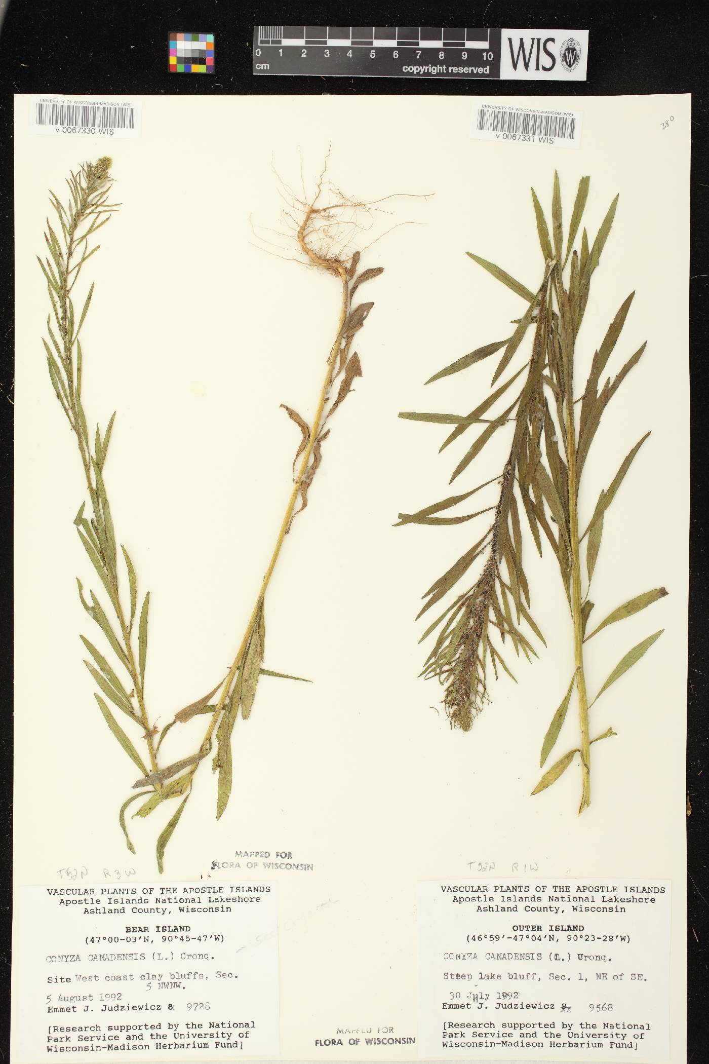 Conyza canadensis image