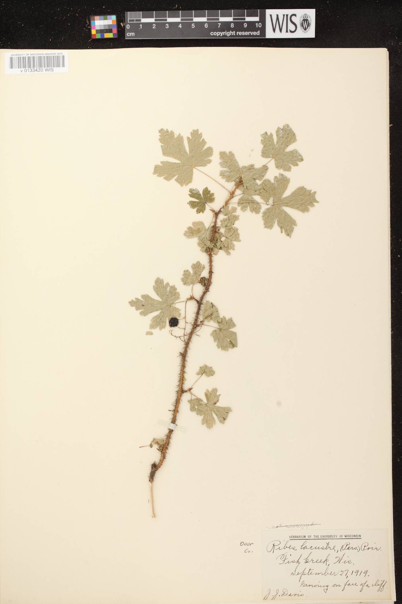 Ribes lacustre image